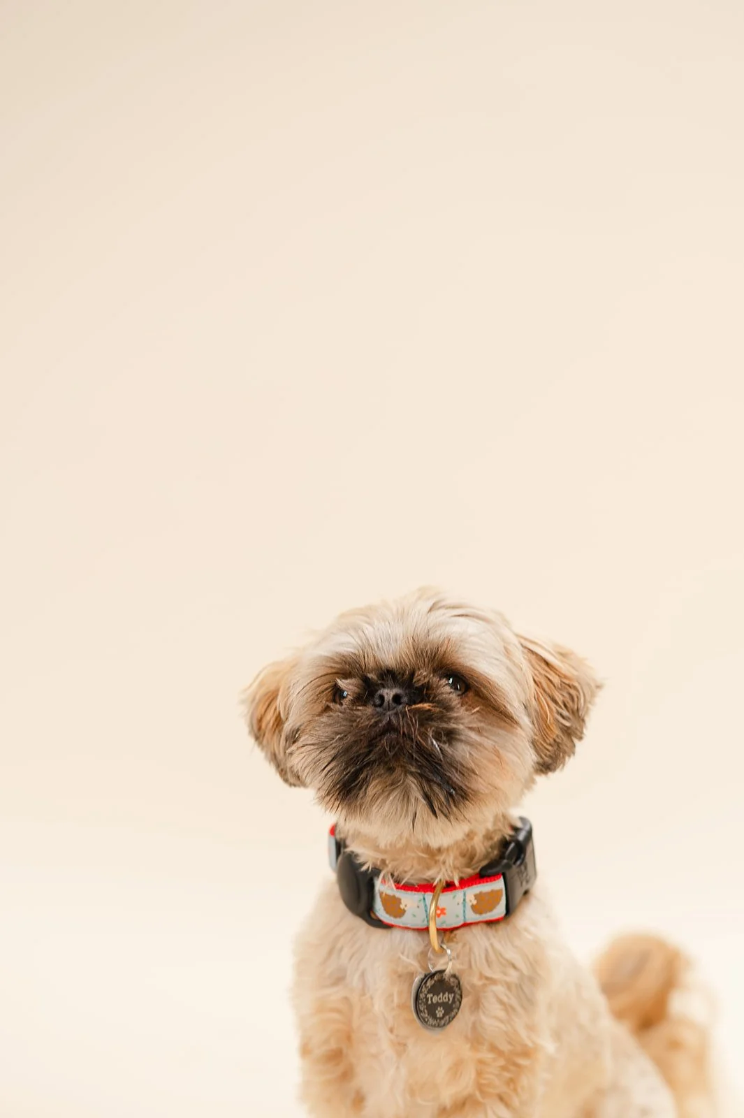A small, light brown dog with a dark face and a fluffy tail, wearing a colorful collar with a metal tag, sitting against a plain, beige background.