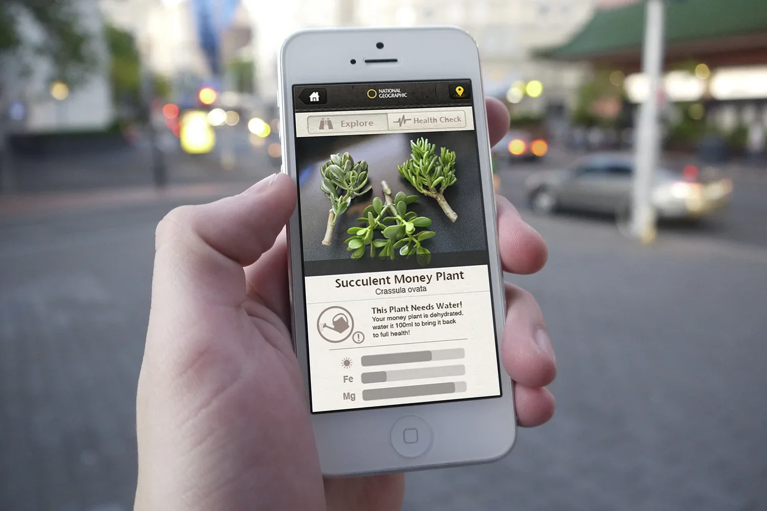 Person holding a smartphone displaying plant care information about a succulent money plant, with succulents on the screen and traffic in the background.