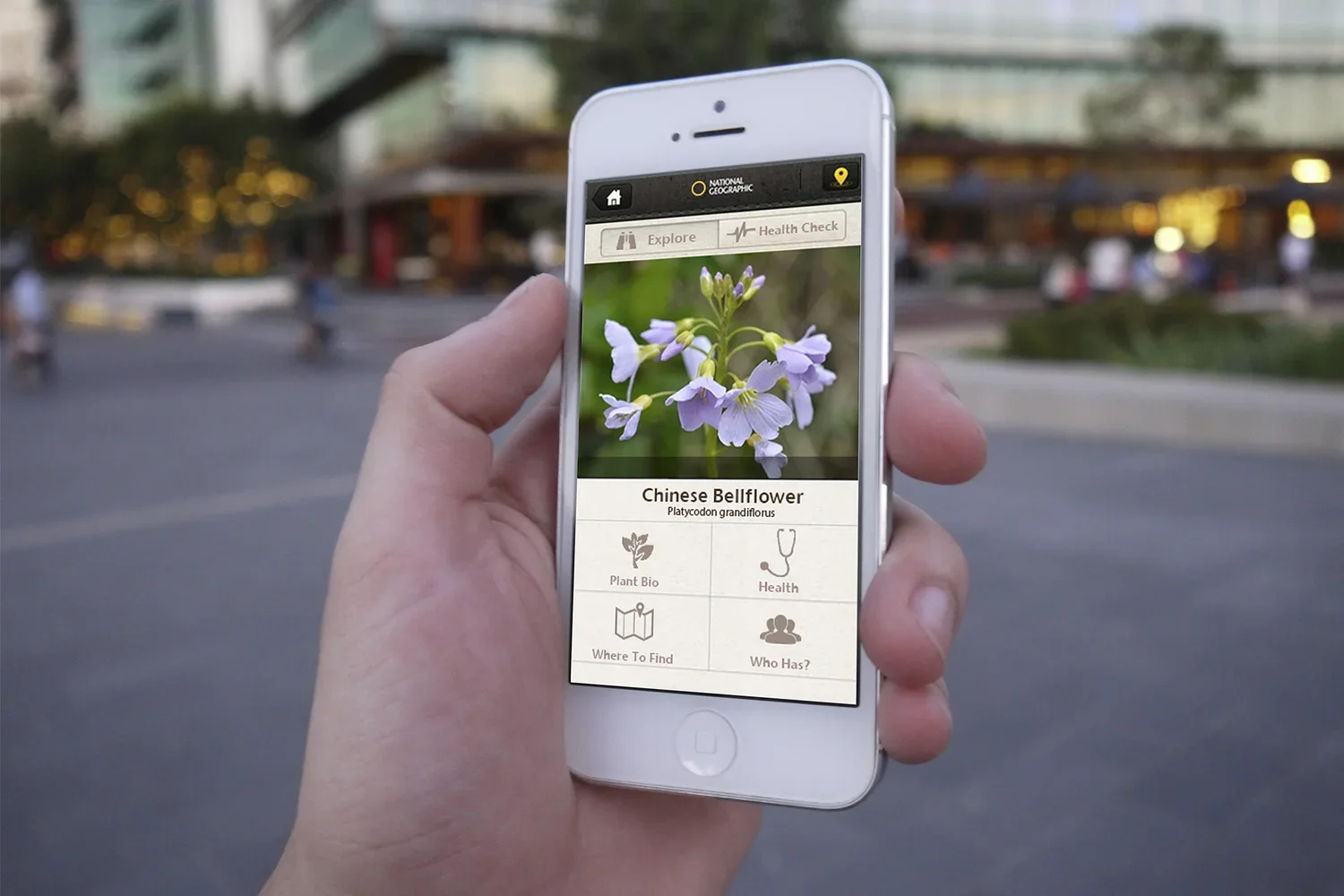 Person holding a smartphone in an outdoor setting displaying a plant identification app focused on a Chinese Bellflower with a blurred urban background.