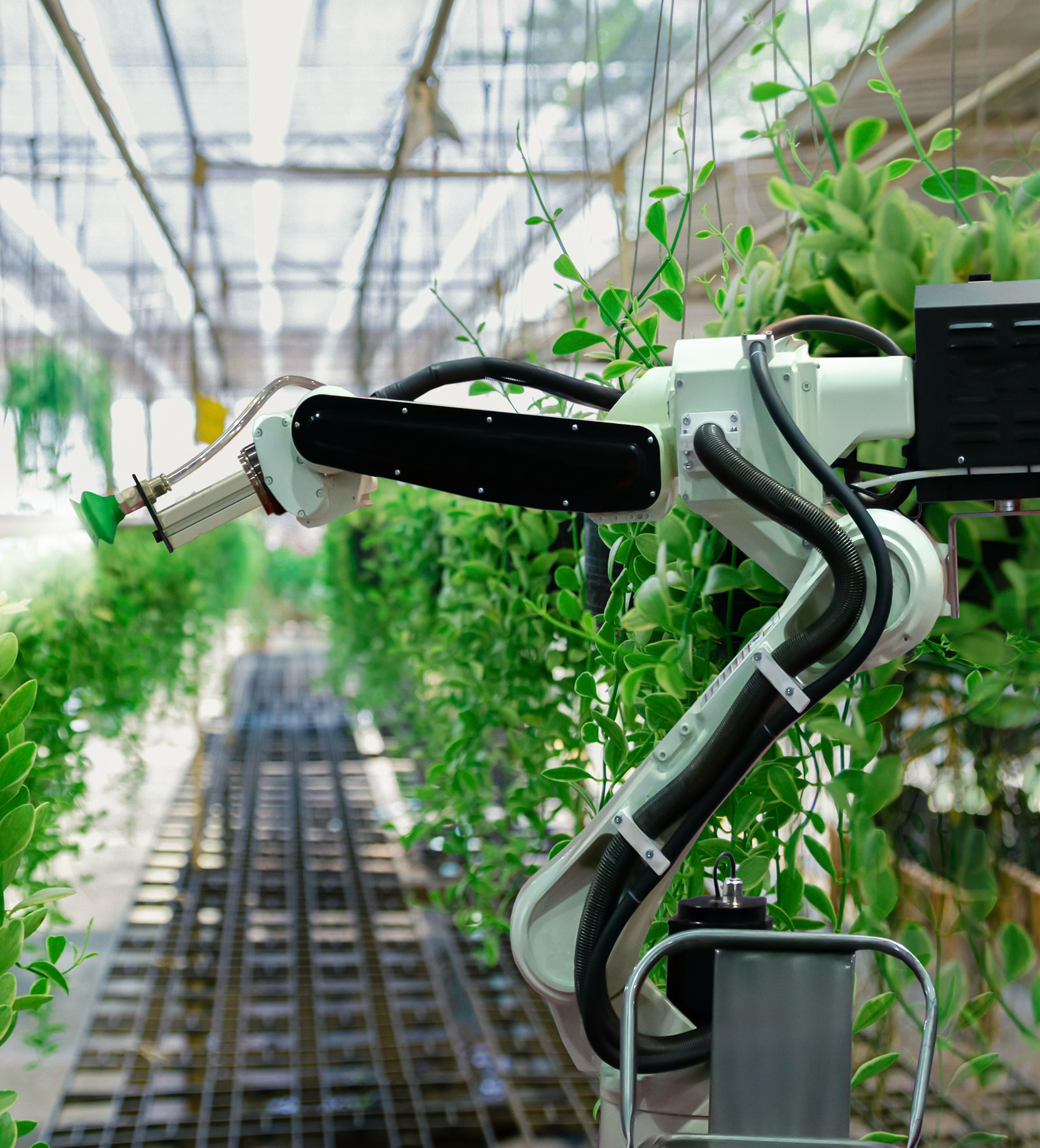 Automated robotic arm tending to green plants in a greenhouse.