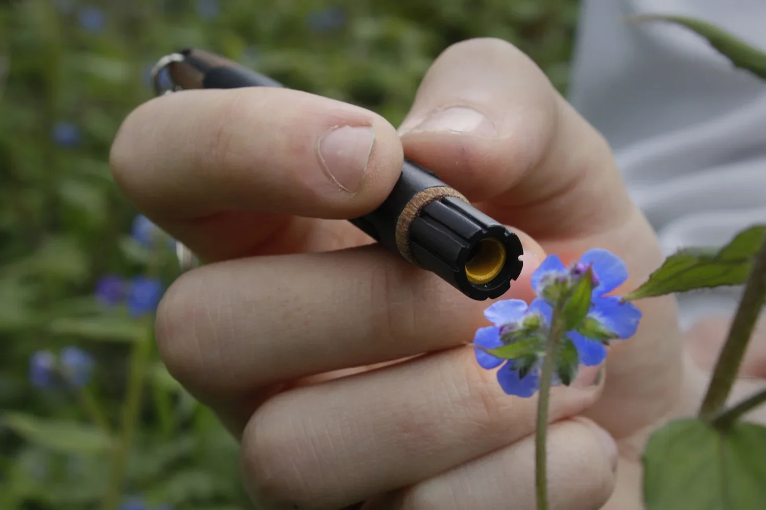 A person is holding a black felt-tip pen close to a small blue flower with green leaves in the background.