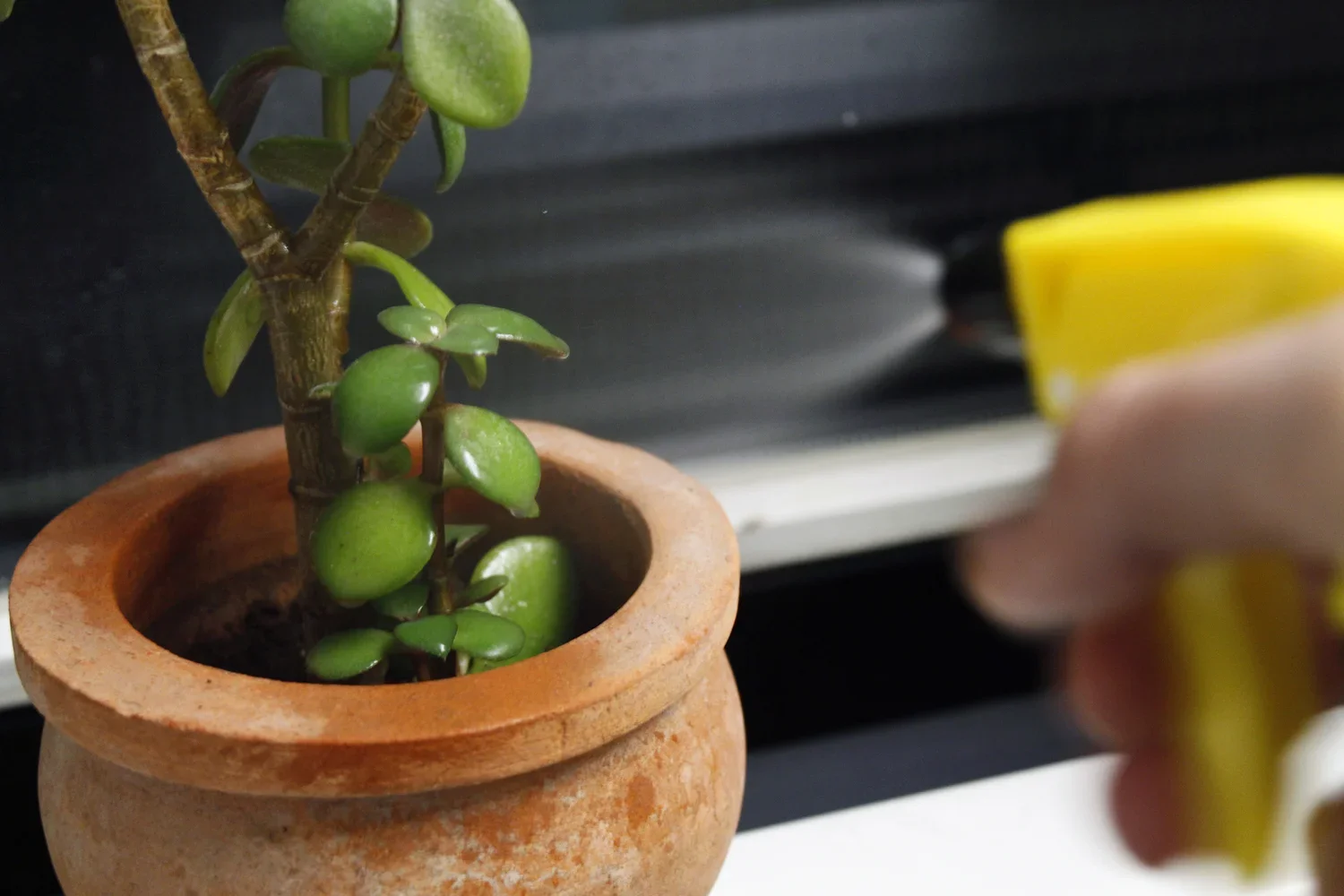 Small green succulent plant in a terracotta pot on a white surface, with a blurred yellow object in the background.