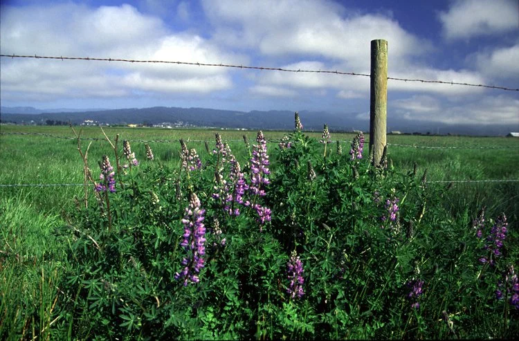 Purple lupines growing near a barbed wire fence in a grassy field under a partly cloudy sky.
