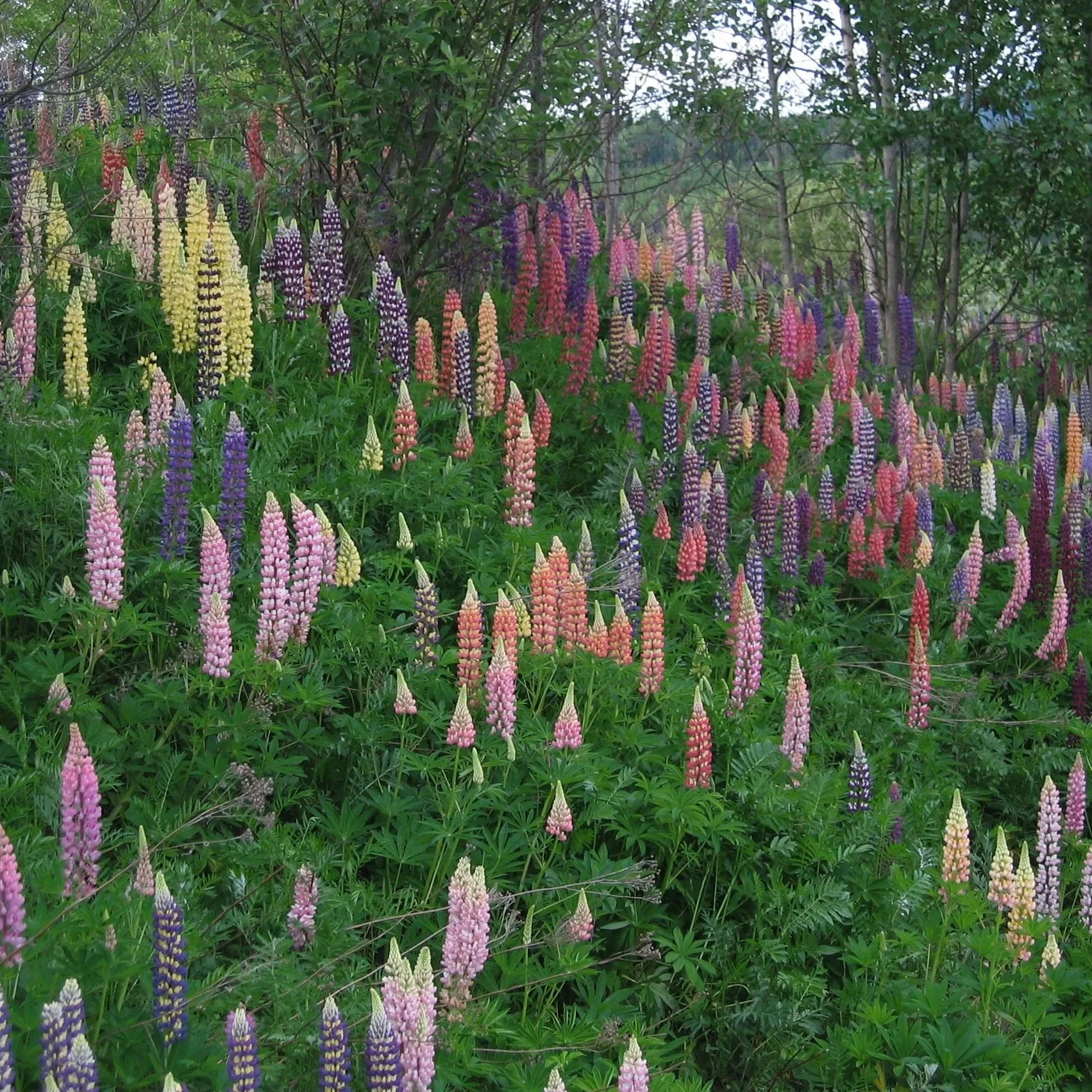 Colorful lupine flowers in shades of yellow, pink, purple, and white growing in a lush green garden with trees in the background.