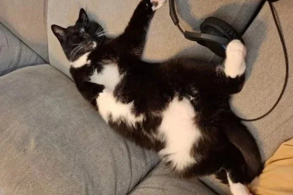 Black and white cat lying on its back on a gray couch with one paw raised.