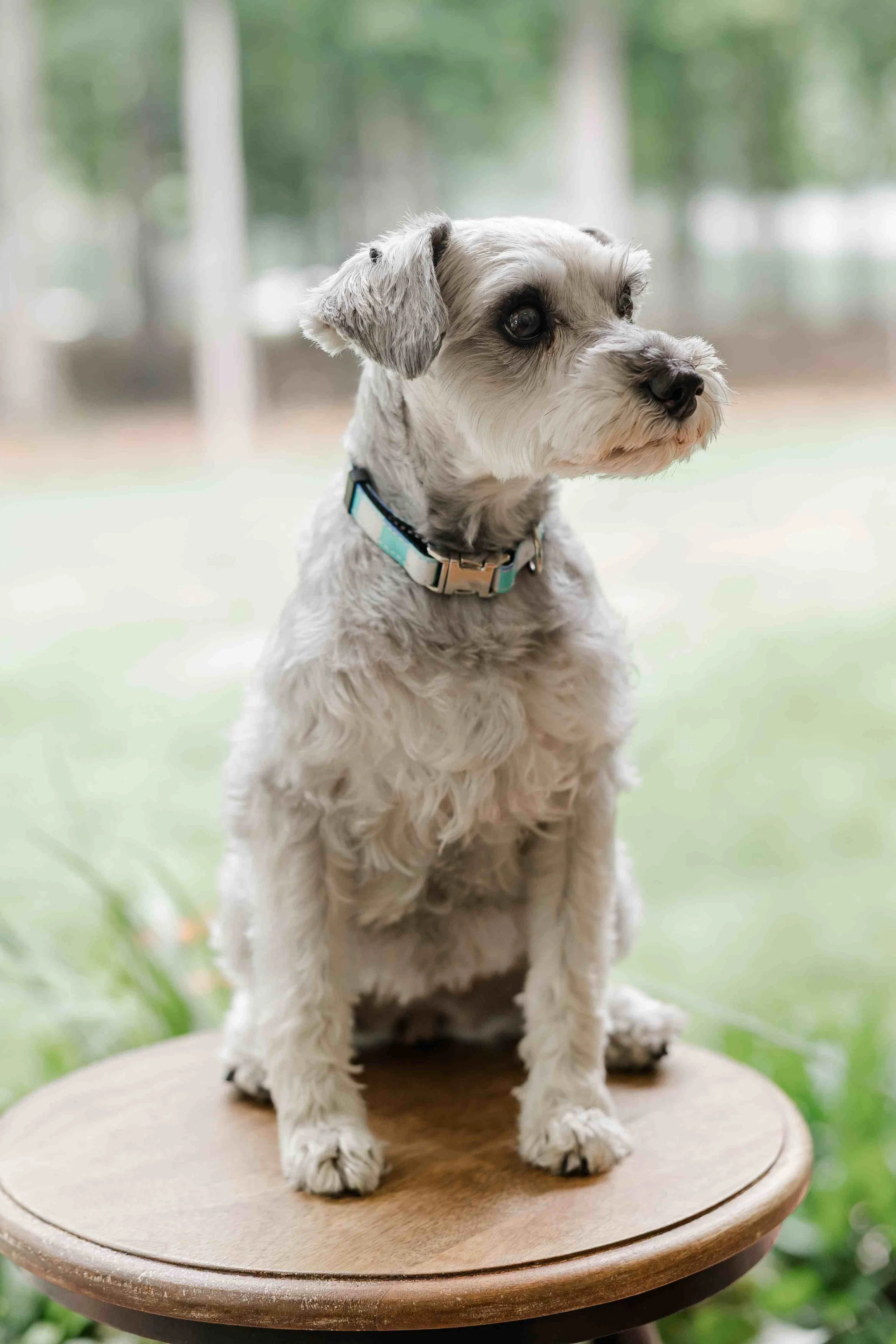 A small, fluffy dog with a light-colored, curly coat sitting on a round wooden table outside. The dog has dark eyes and a collar, and the background features blurred green foliage.