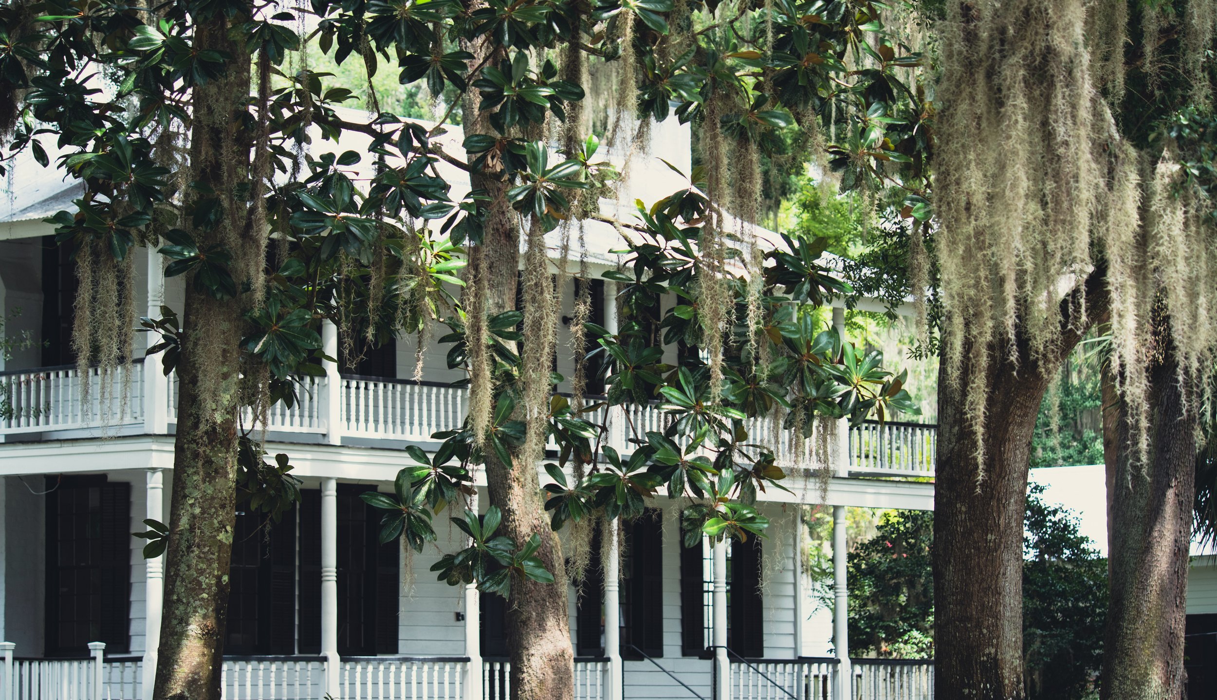 Large green trees with Spanish moss hanging from branches in front of a white multi-story house with porch railings.