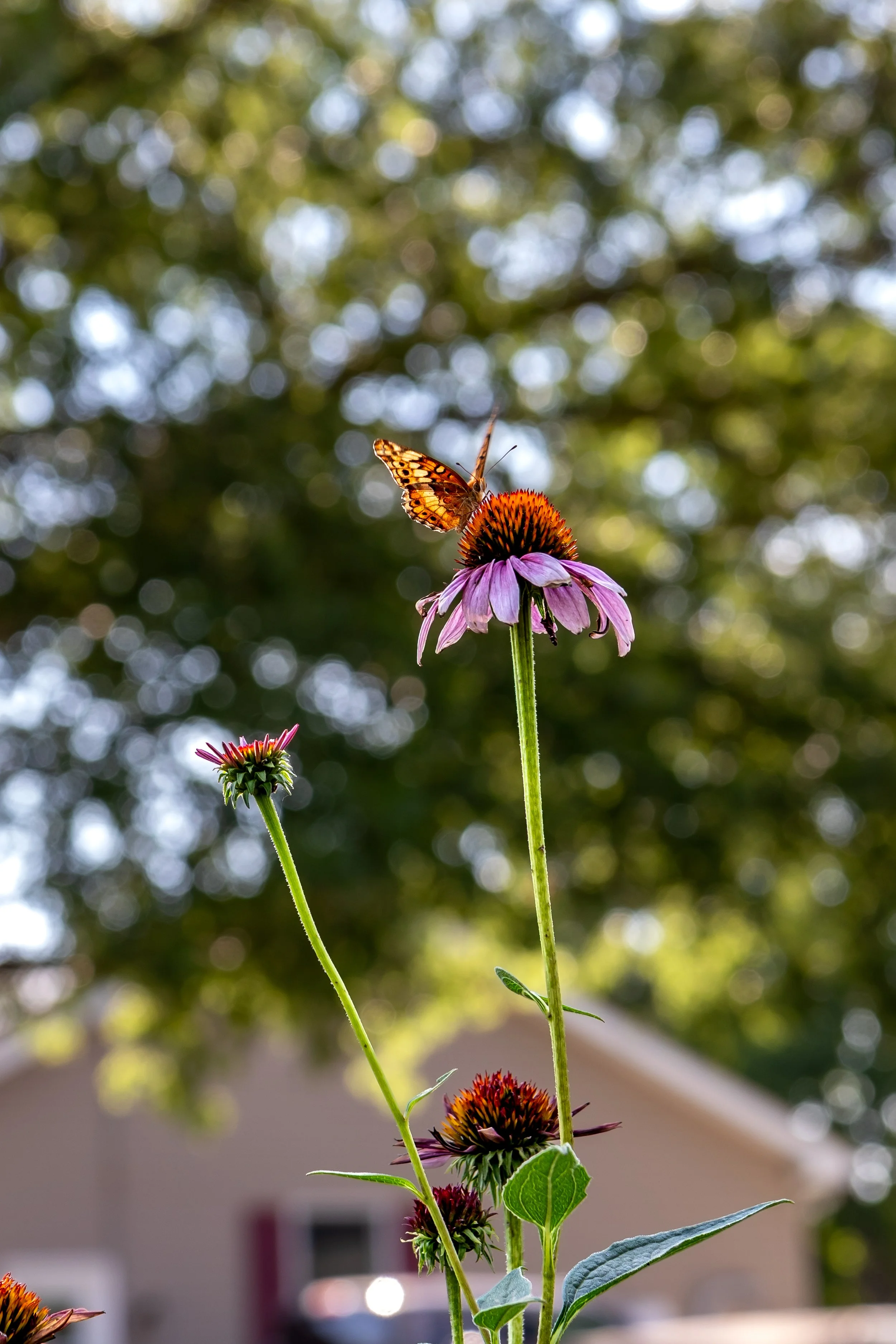 Fourth Of July-30.jpg