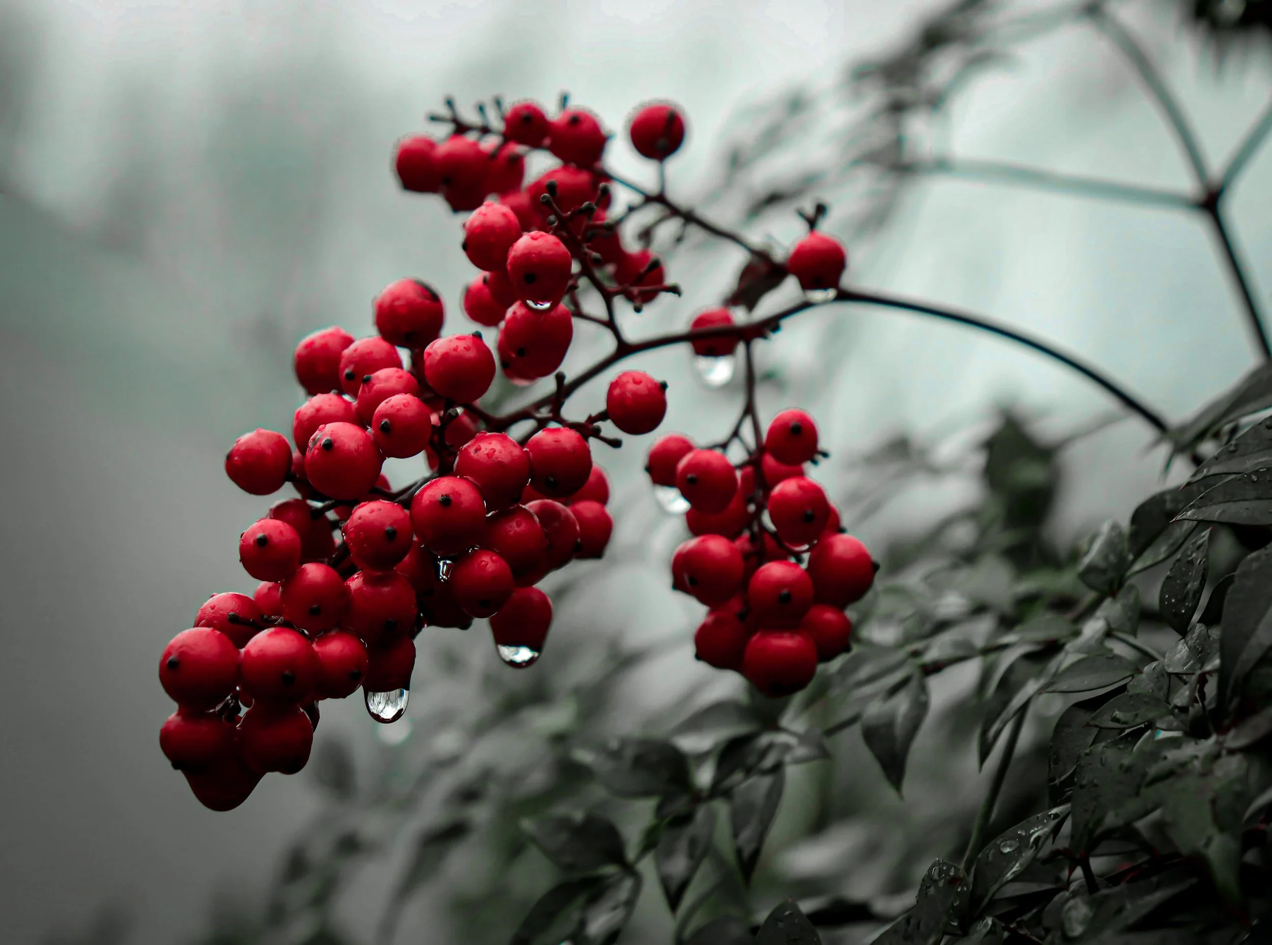 Cluster of bright red winter berries against soft muted greenery, capturing seasonal color and texture in nature.