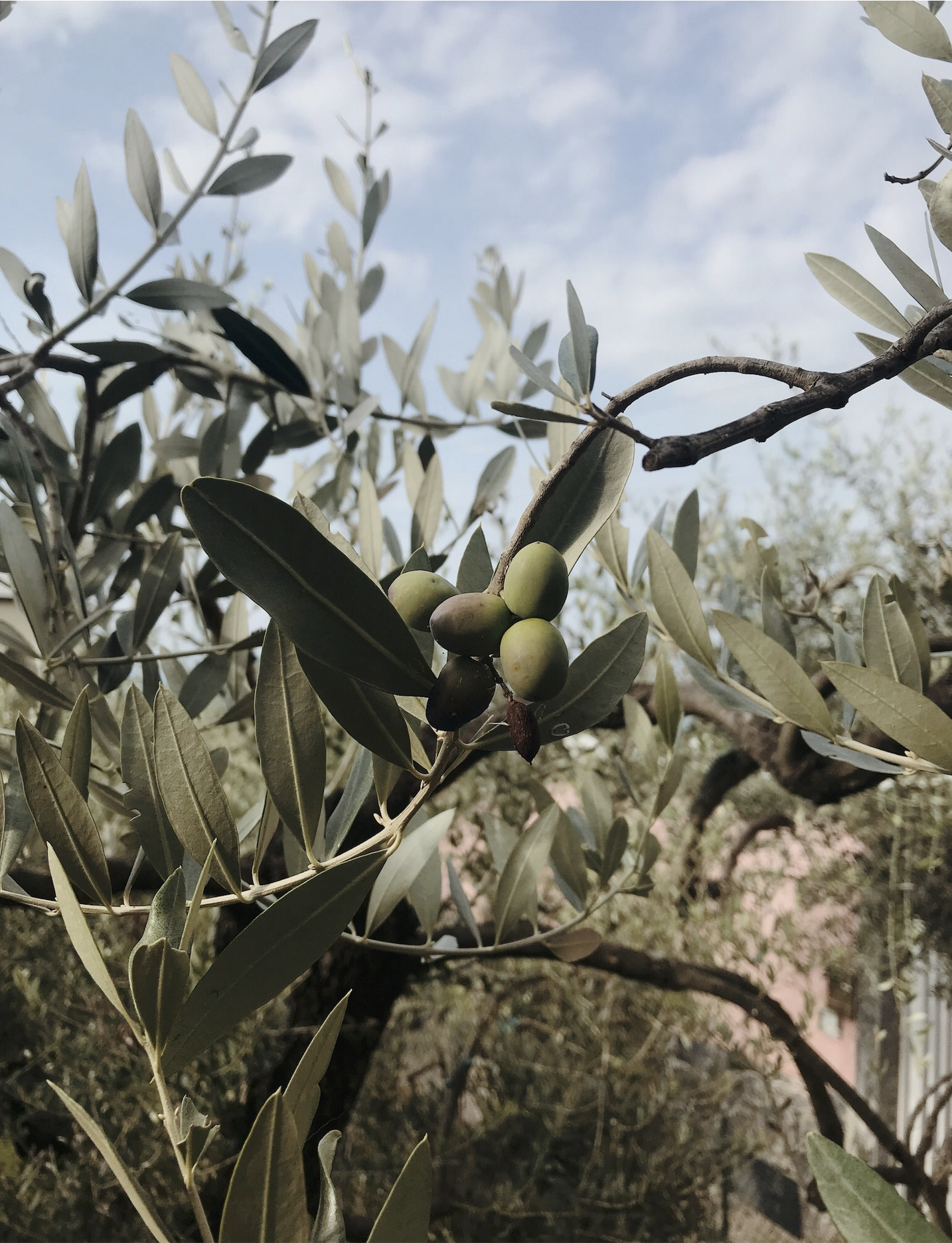 Olives.jpg