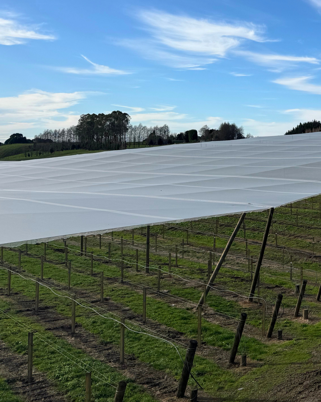 How Much Does Drone Spraying Cost in New Zealand? A Grower's Guide
