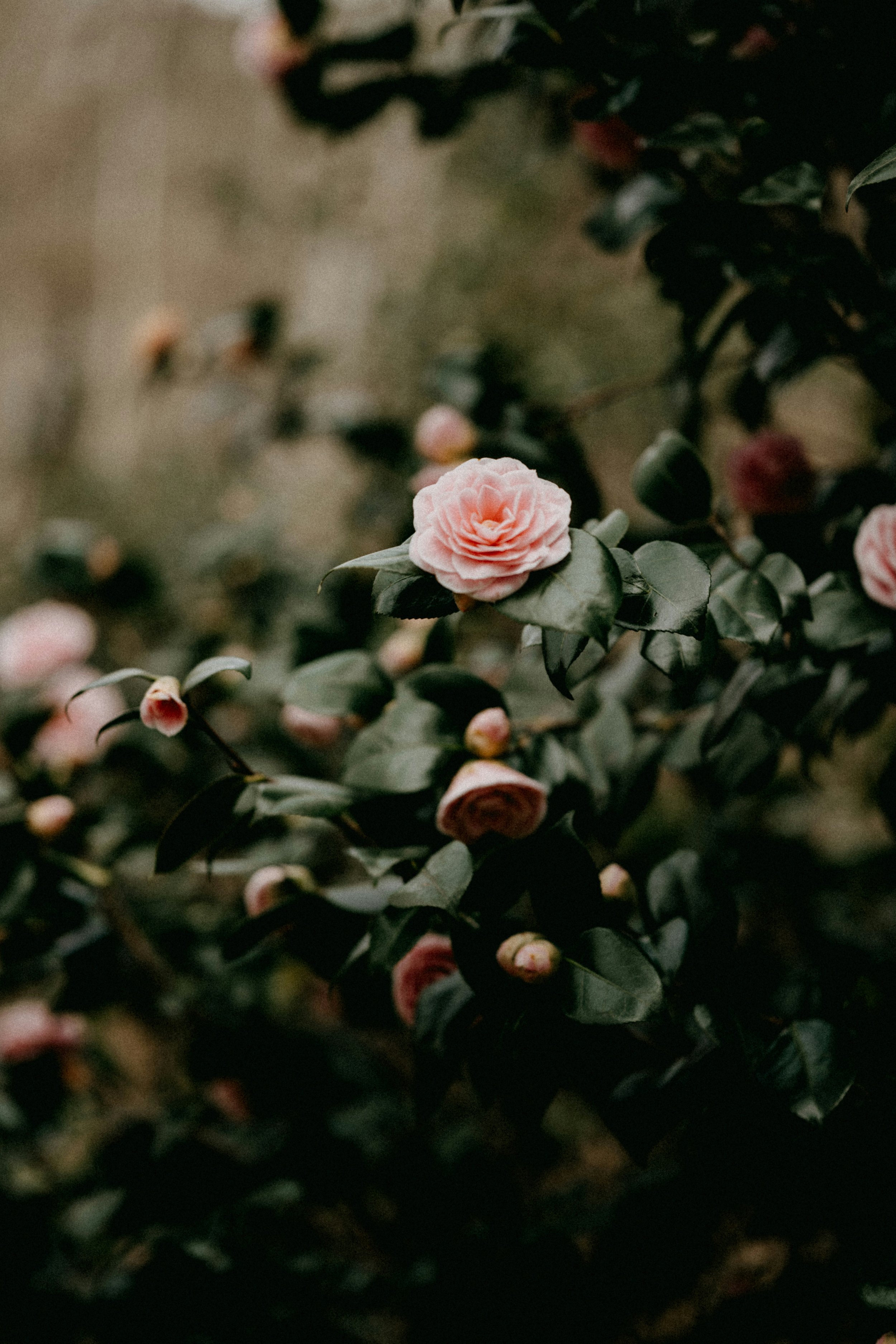 Pink rose bush outside therapy for anxiety about chronic GI conditions in Toronto Ontario