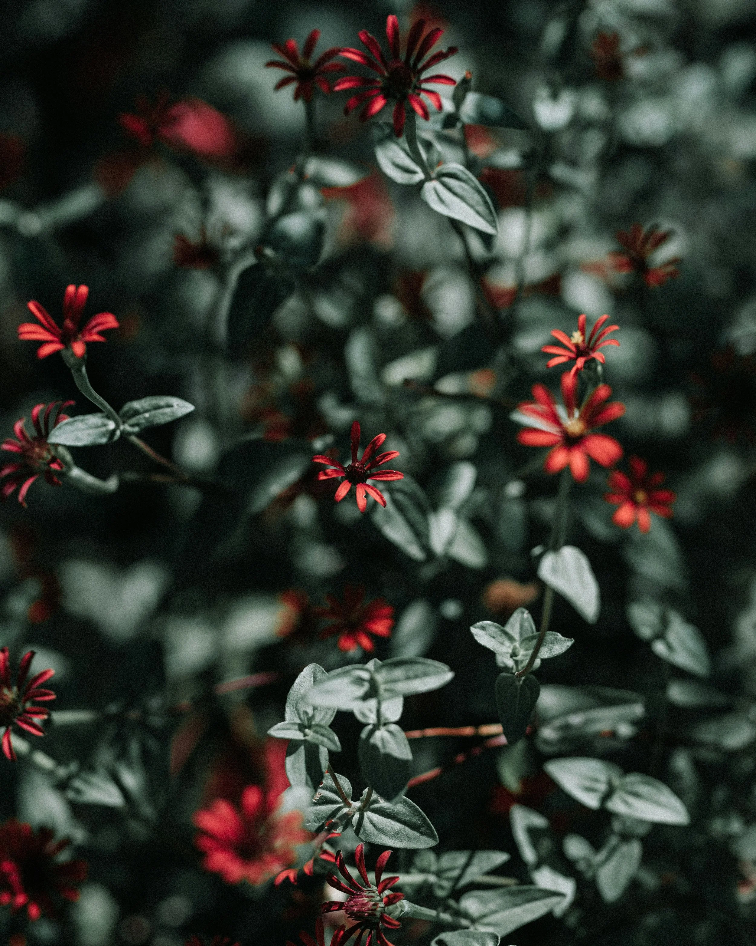 Red flower bush outside therapy for anxiety about chronic GI conditions in Toronto Ontario