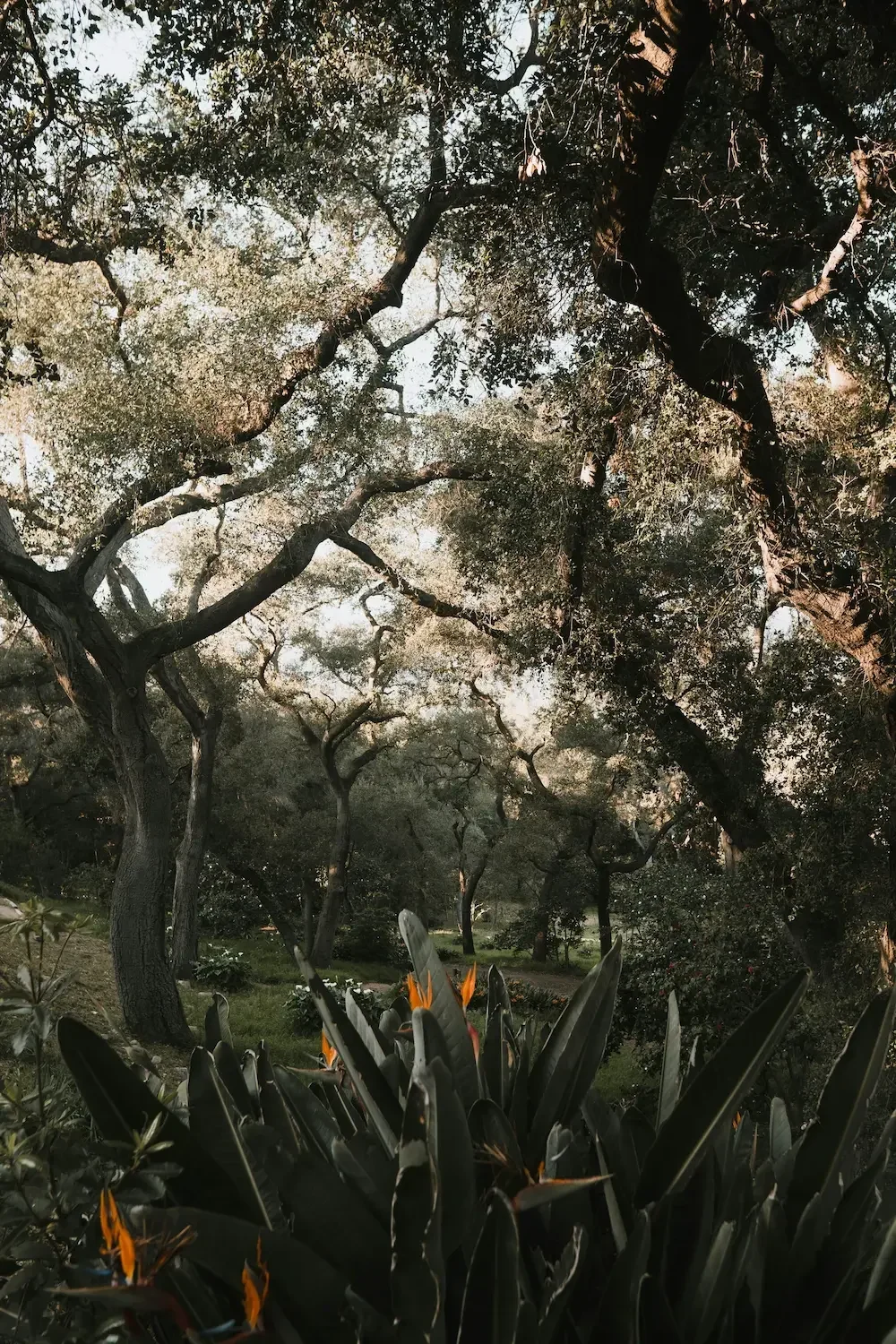 A garden scene with tall, twisted trees and dense foliage, and large plants with orange flowers in the foreground.