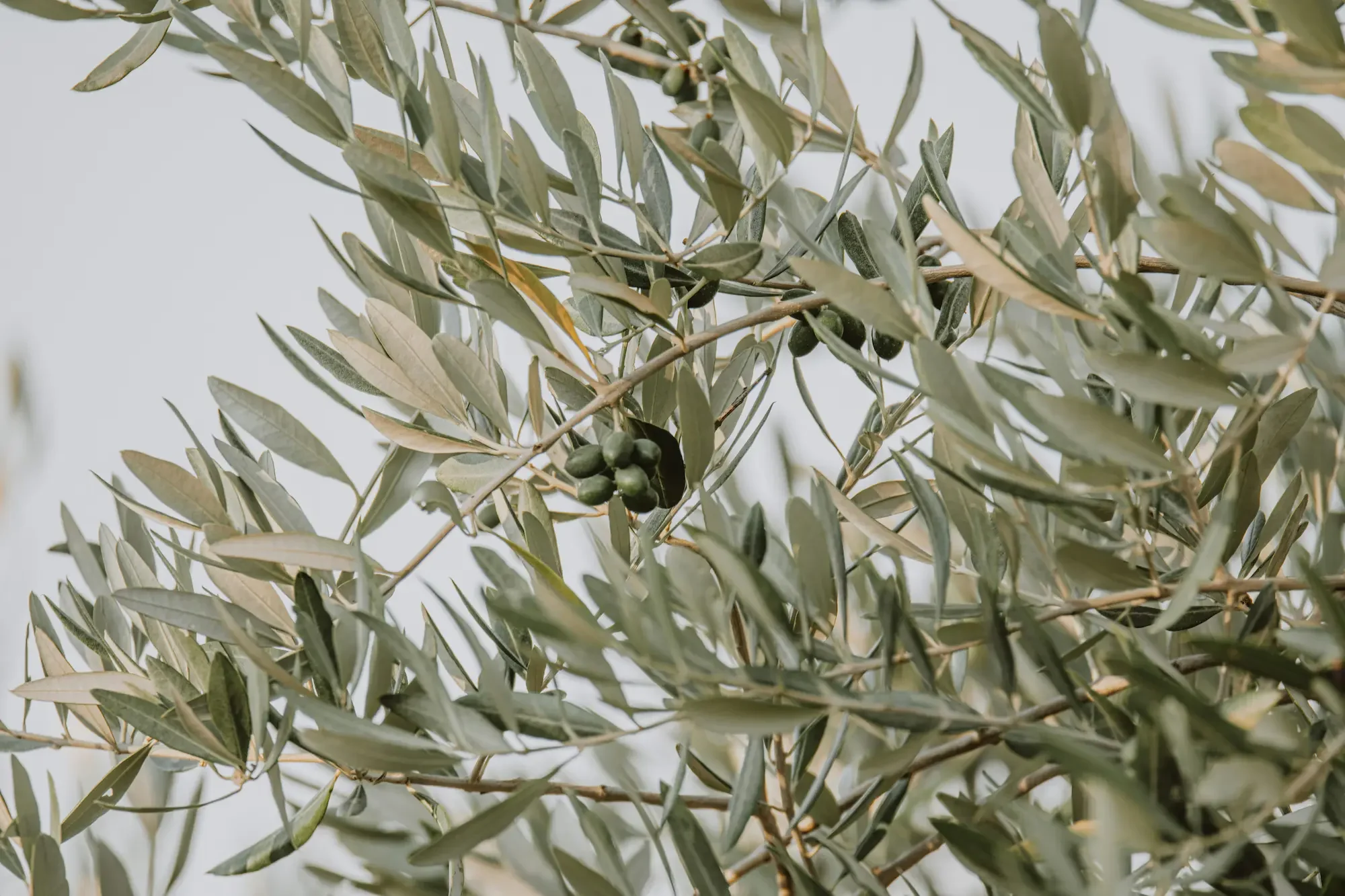 Close-up of olive tree branches with green olives and narrow, silvery-green leaves.