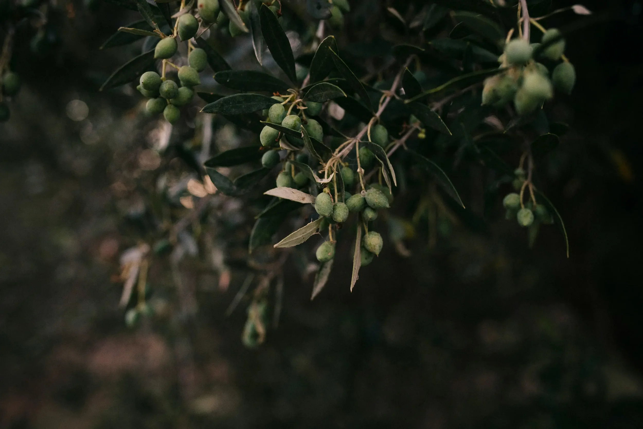 Close-up of green olives on a branch with dark green leaves.