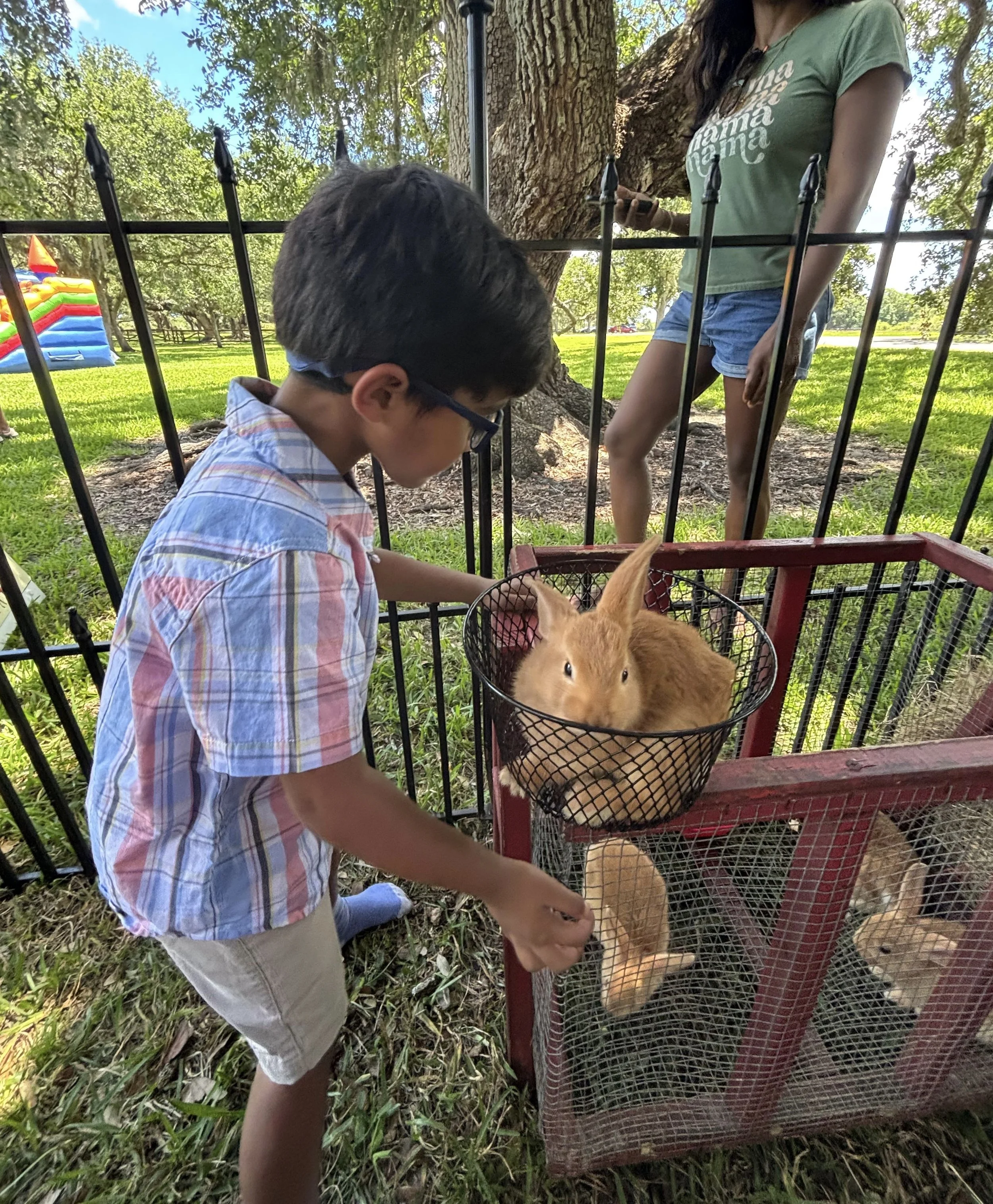 little boy with bunny rabbit