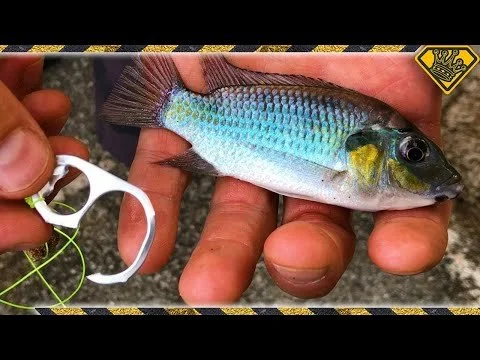 Small colorful fish with blue, green, yellow, and black markings being held by a person.