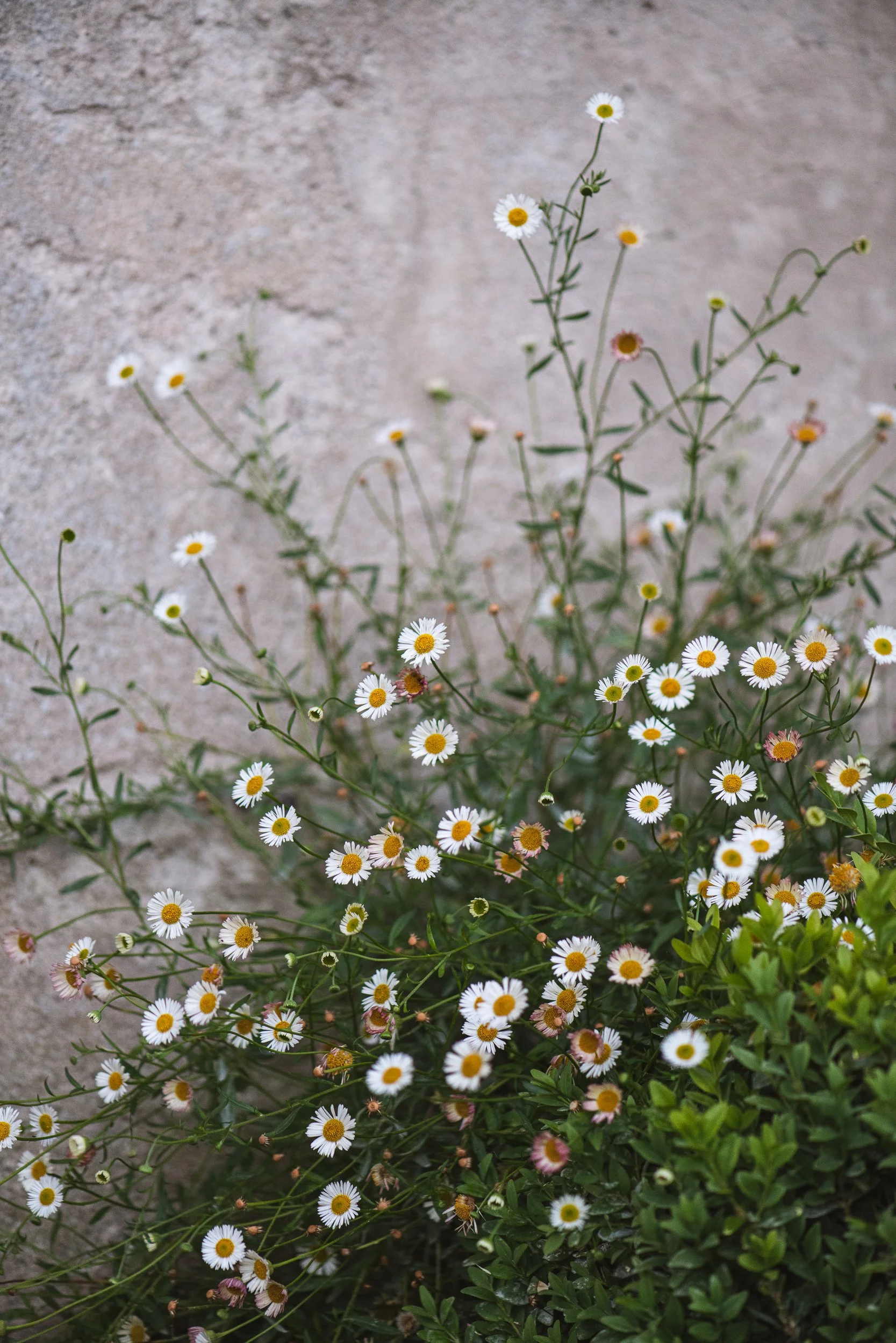 Cluster of small white daisies with yellow centers growing against a rough stone wall.