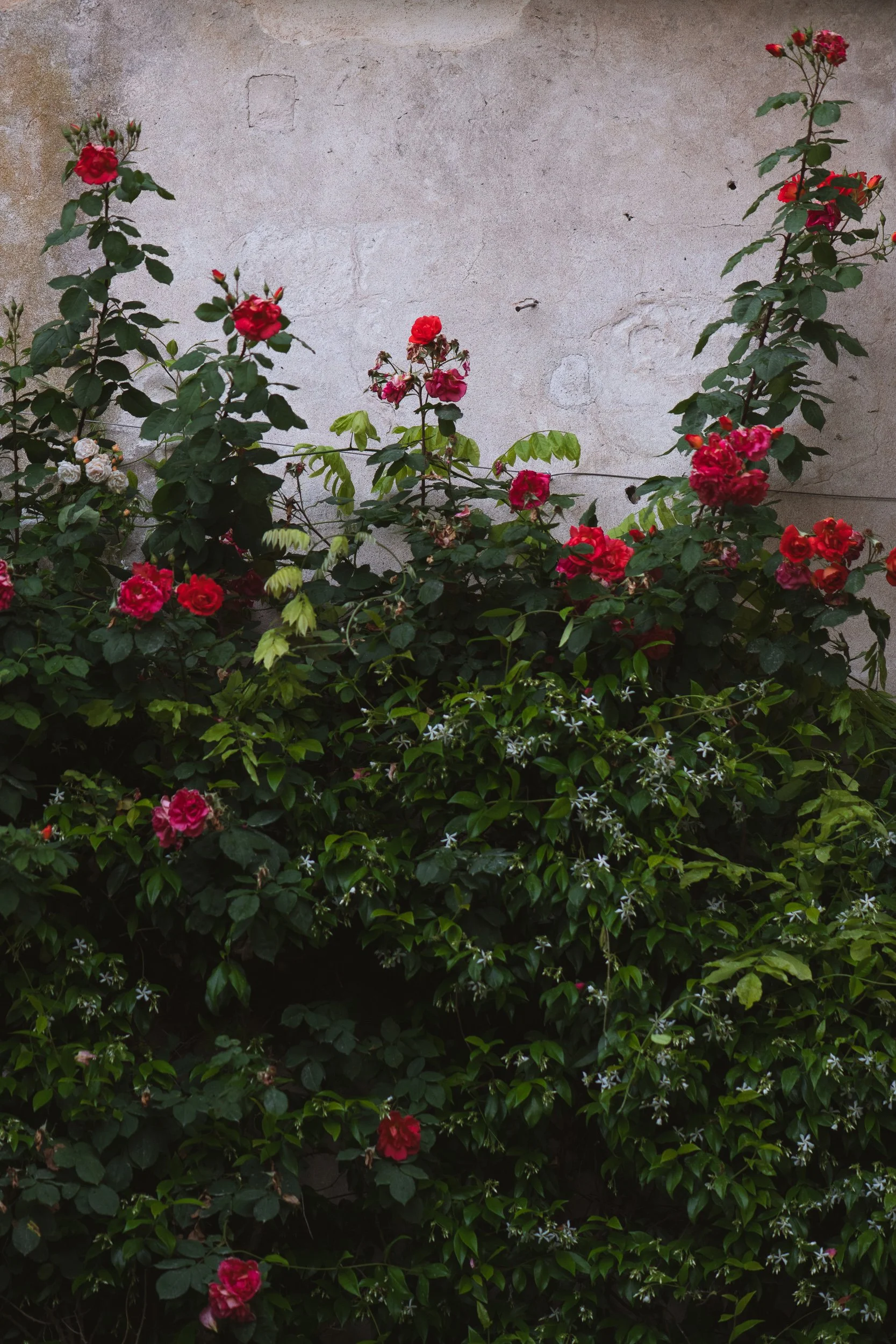 Red and pink roses with green foliage against a weathered concrete wall.