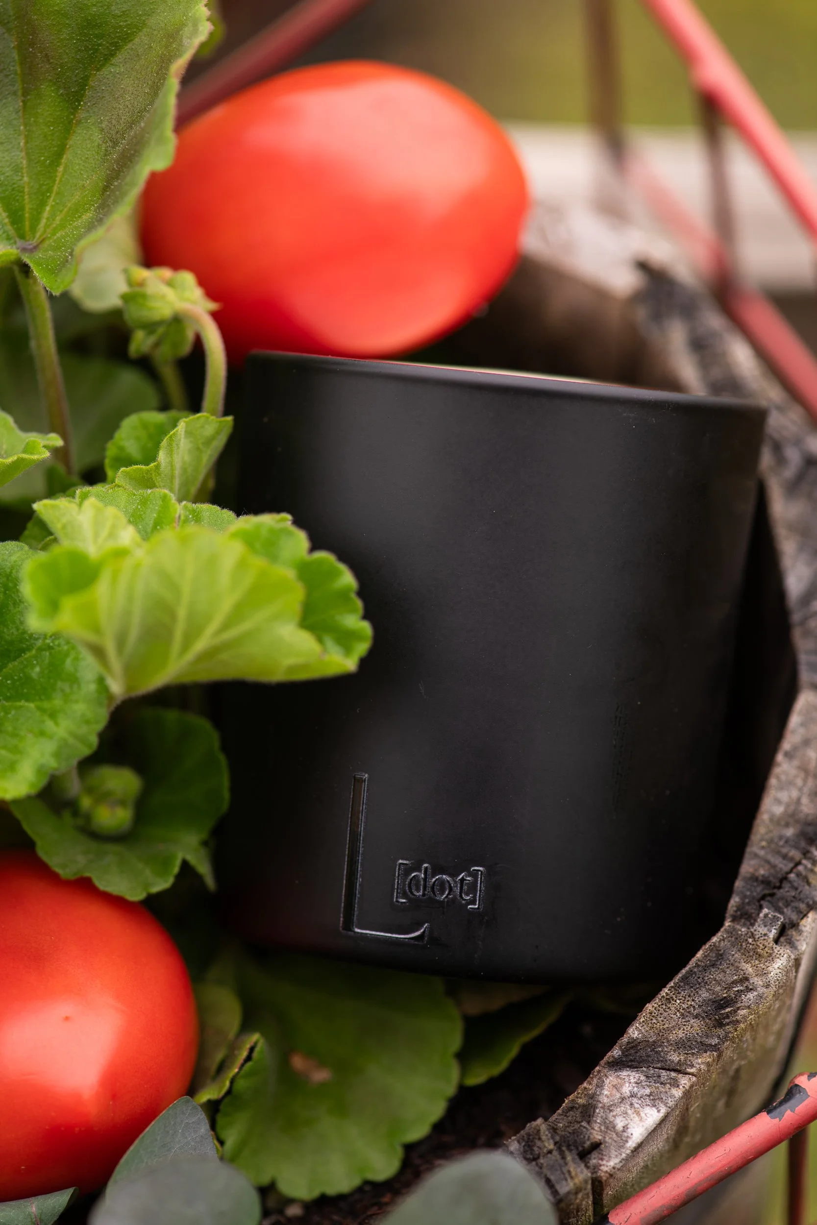 Close-up of tomatoes, green leaves, a black plant tag, and branches on a garden plant.