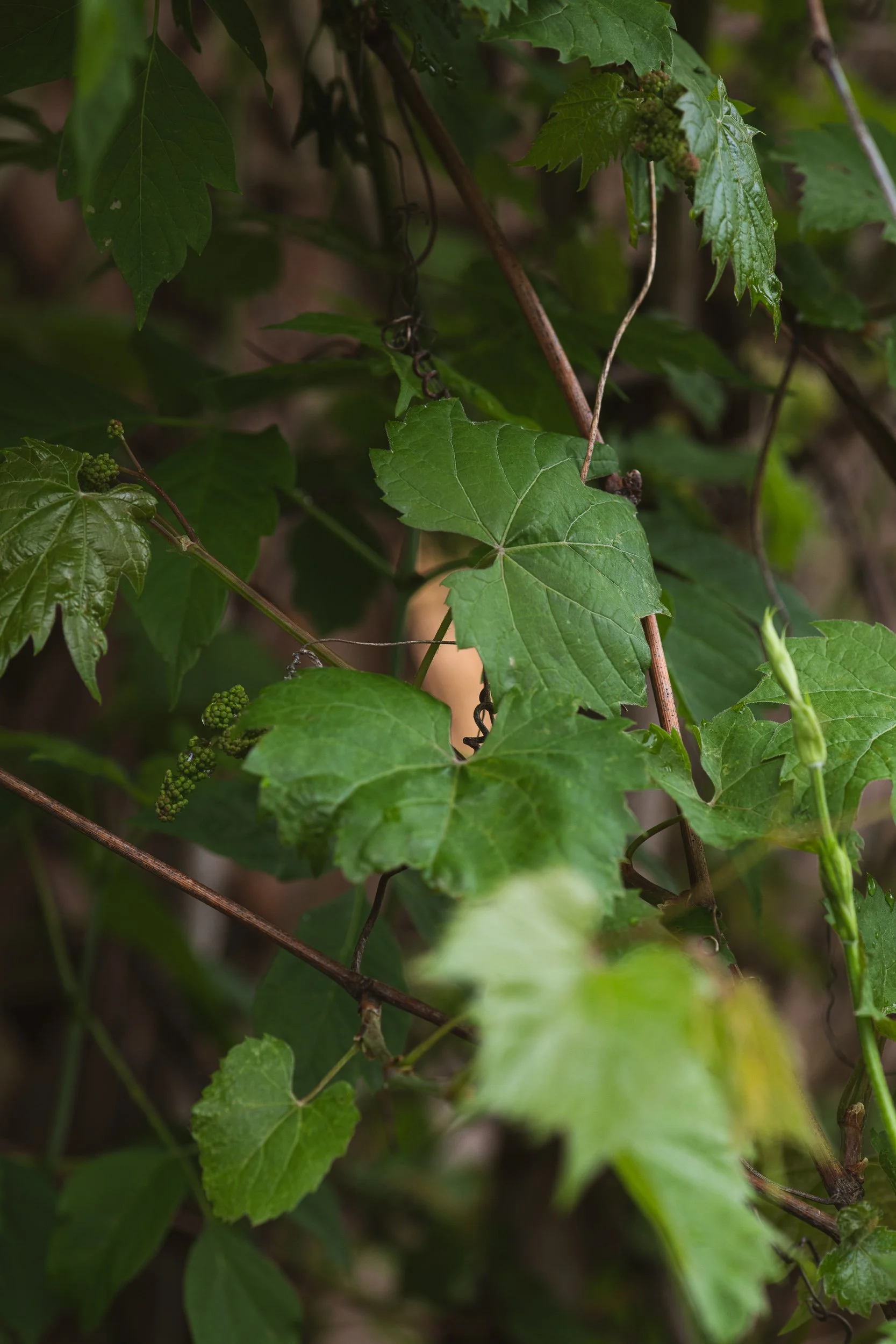 Green grapevine leaves with small clusters of unripe grapes growing among the leaves.