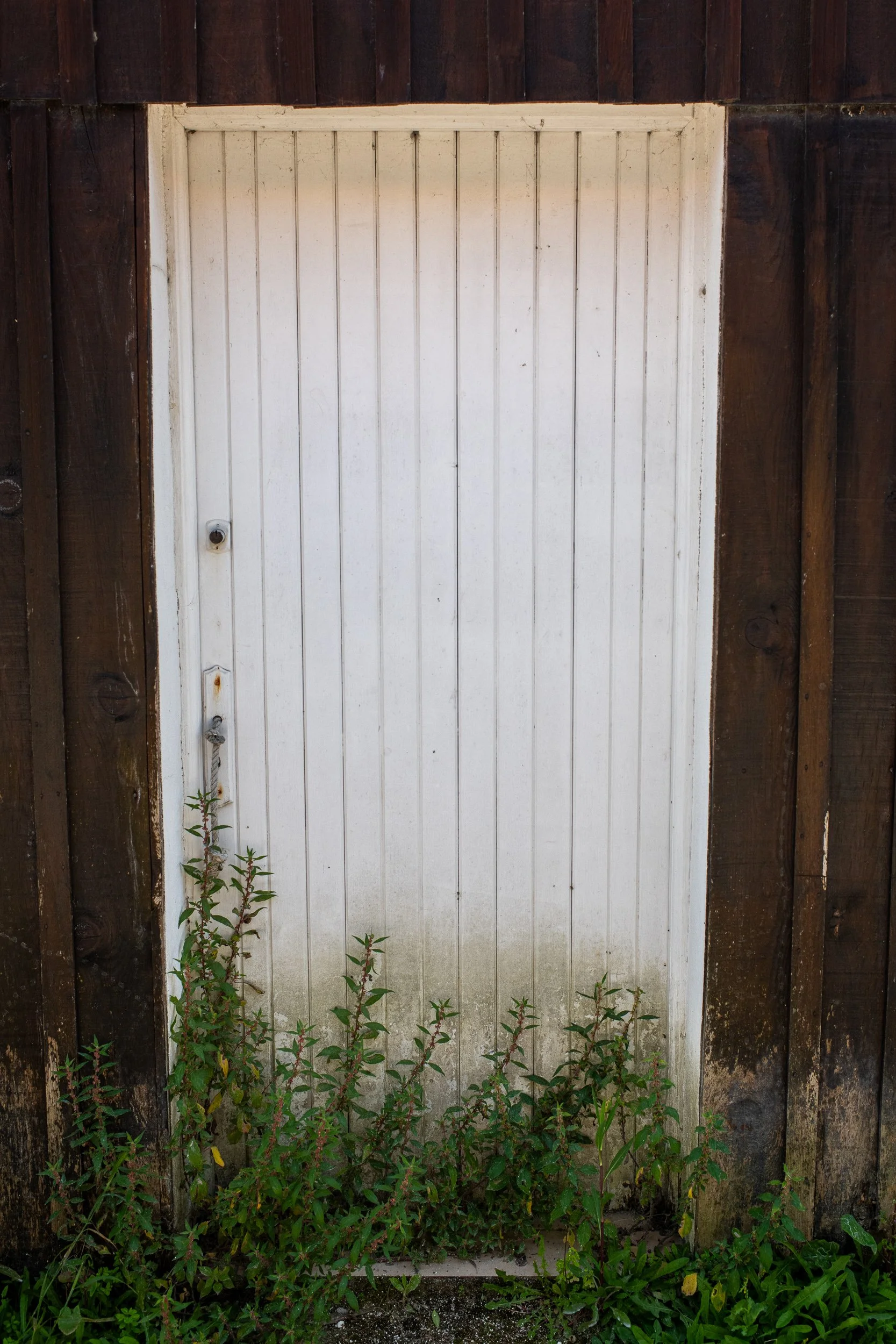 White wooden door with vertical panels, surrounded by a dark brown wooden frame, with plants and green foliage growing at the bottom.