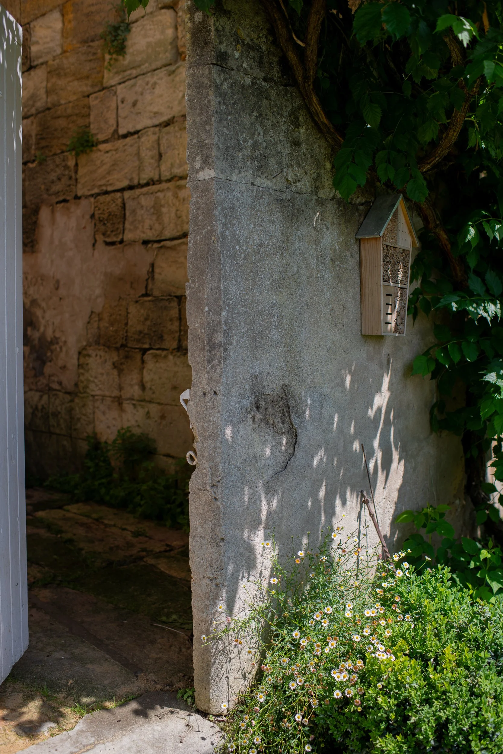 A rustic outdoor scene with a concrete and stone wall covered with green ivy, a wooden insect house mounted on the wall, and flowering plants with daisies at the base.