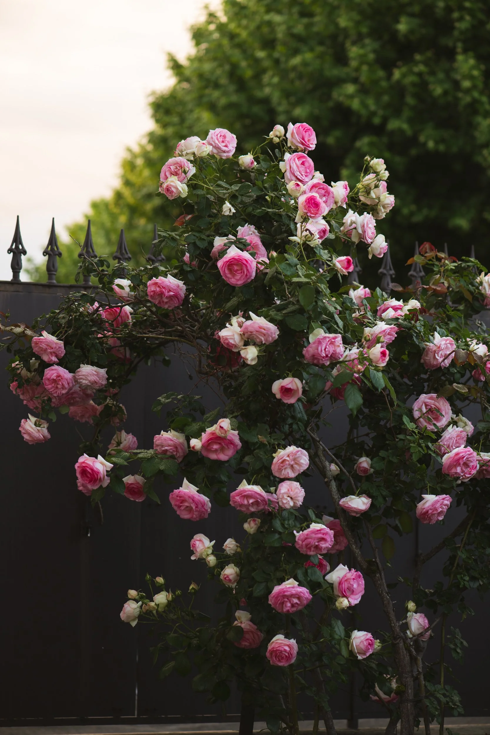 Pink roses blooming on a rose bush behind a black iron fence with green trees in the background.