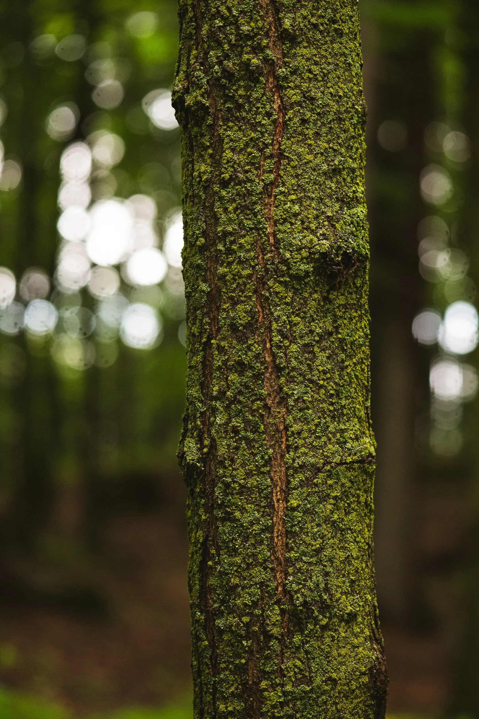Close-up of a tree trunk covered in green moss in a blurred forest background.