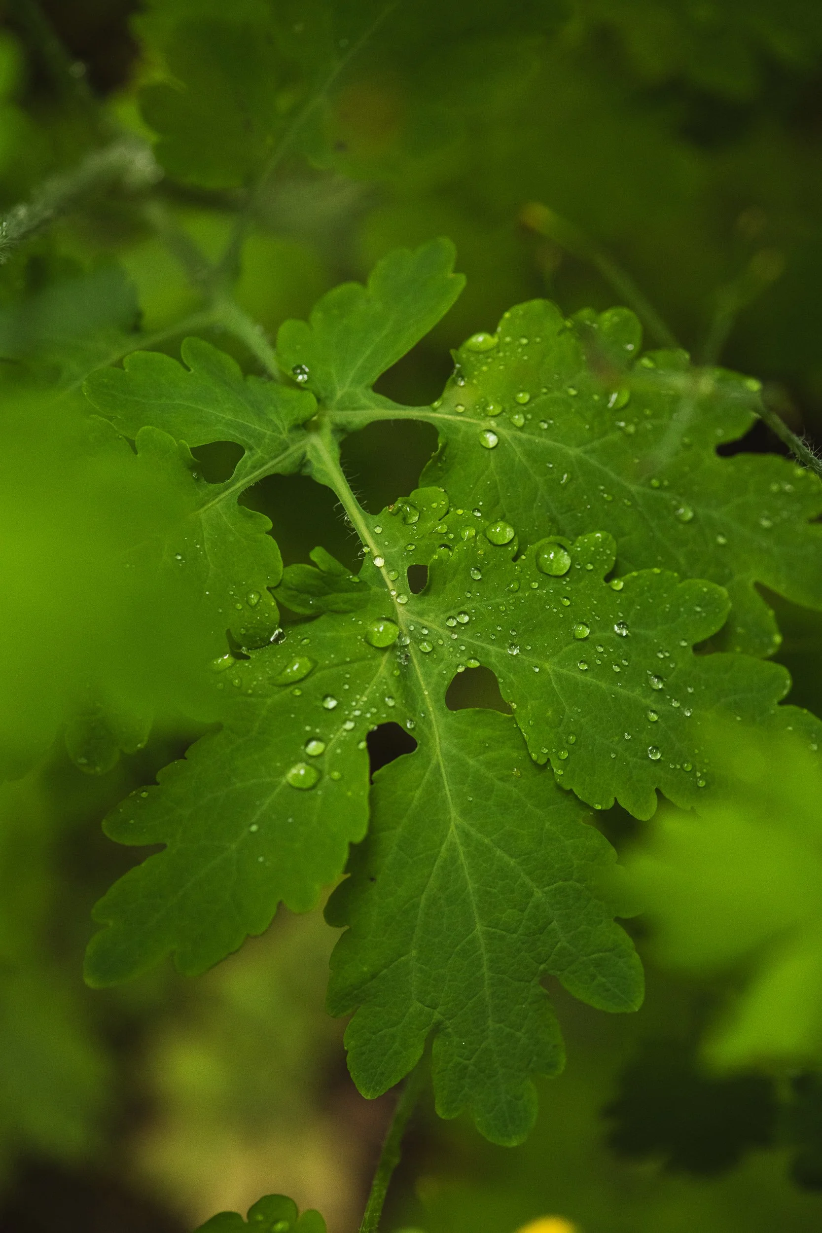 Close-up of green leaves with water droplets on them.