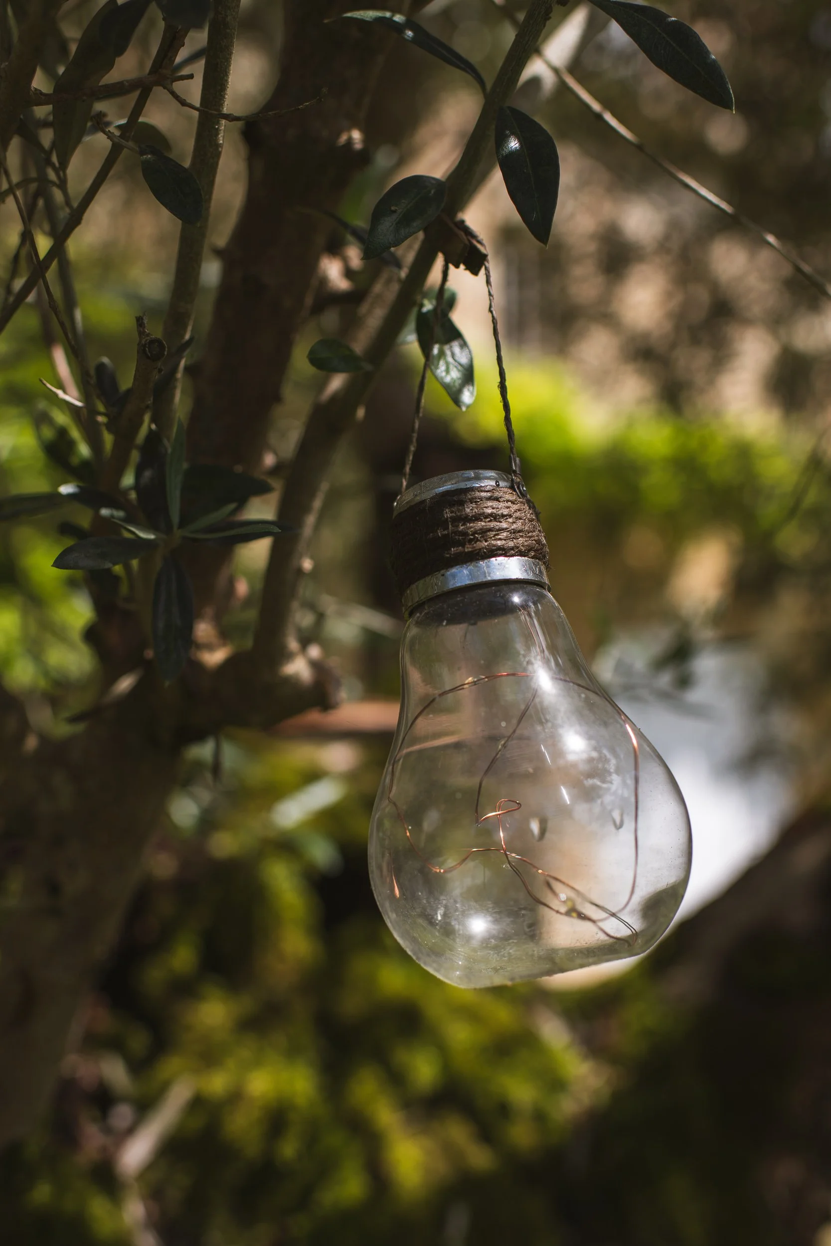 A light bulb hanging from a tree branch surrounded by leaves, with sunlight filtering through.