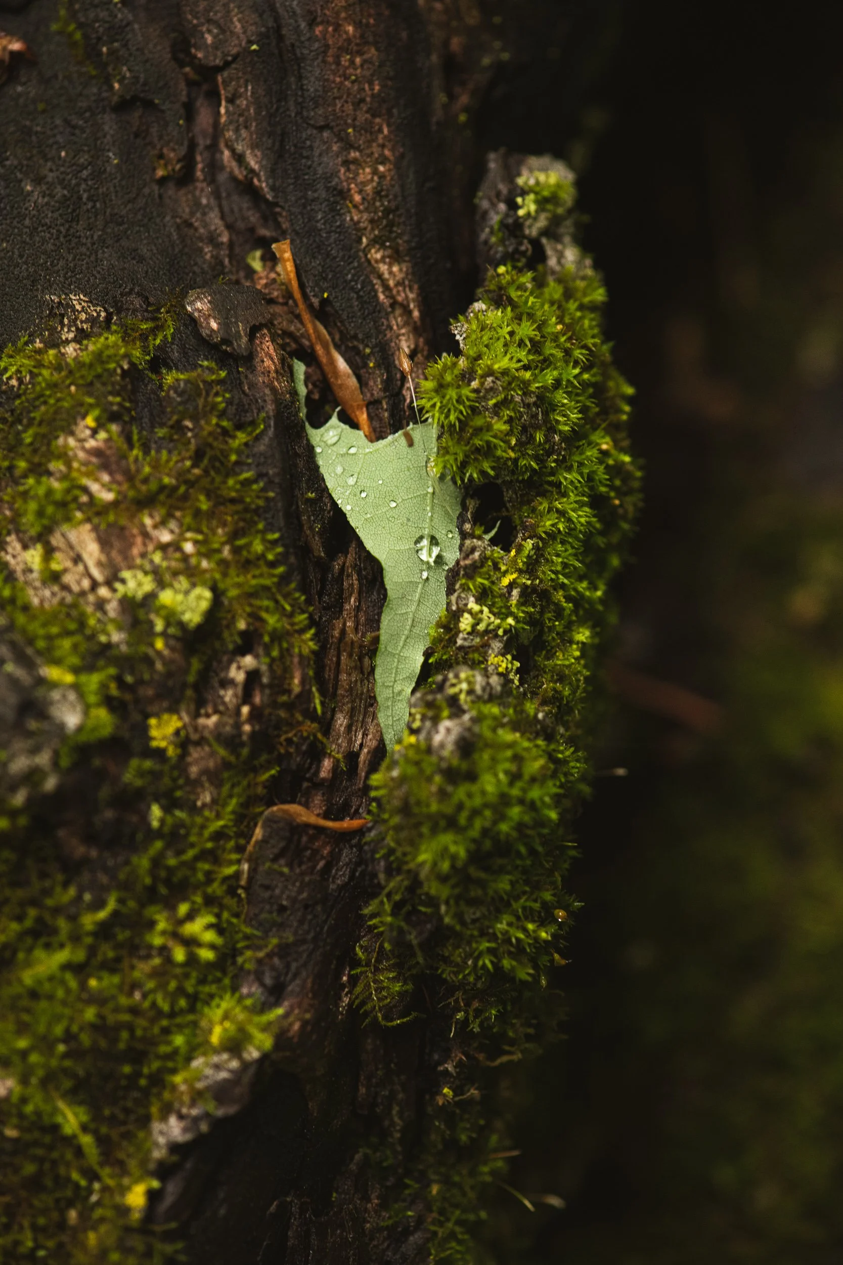 Close-up of tree bark with patches of green moss and a small owl feather.