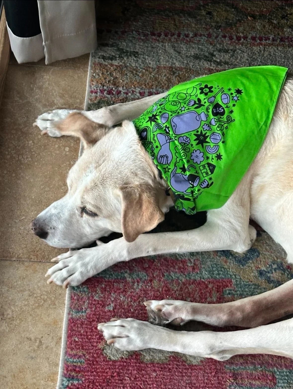 A light-colored Labrador Retriever dog is lying on a multicolored rug, resting with its eyes closed, wearing a bright green bandana with various black and purple doodles and symbols.