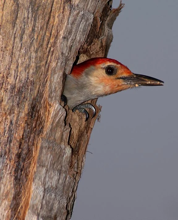 Red Bellied Woodpecker