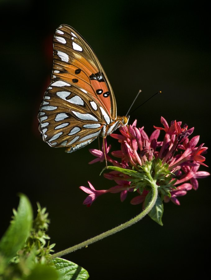 Gulf Fritillary #2
