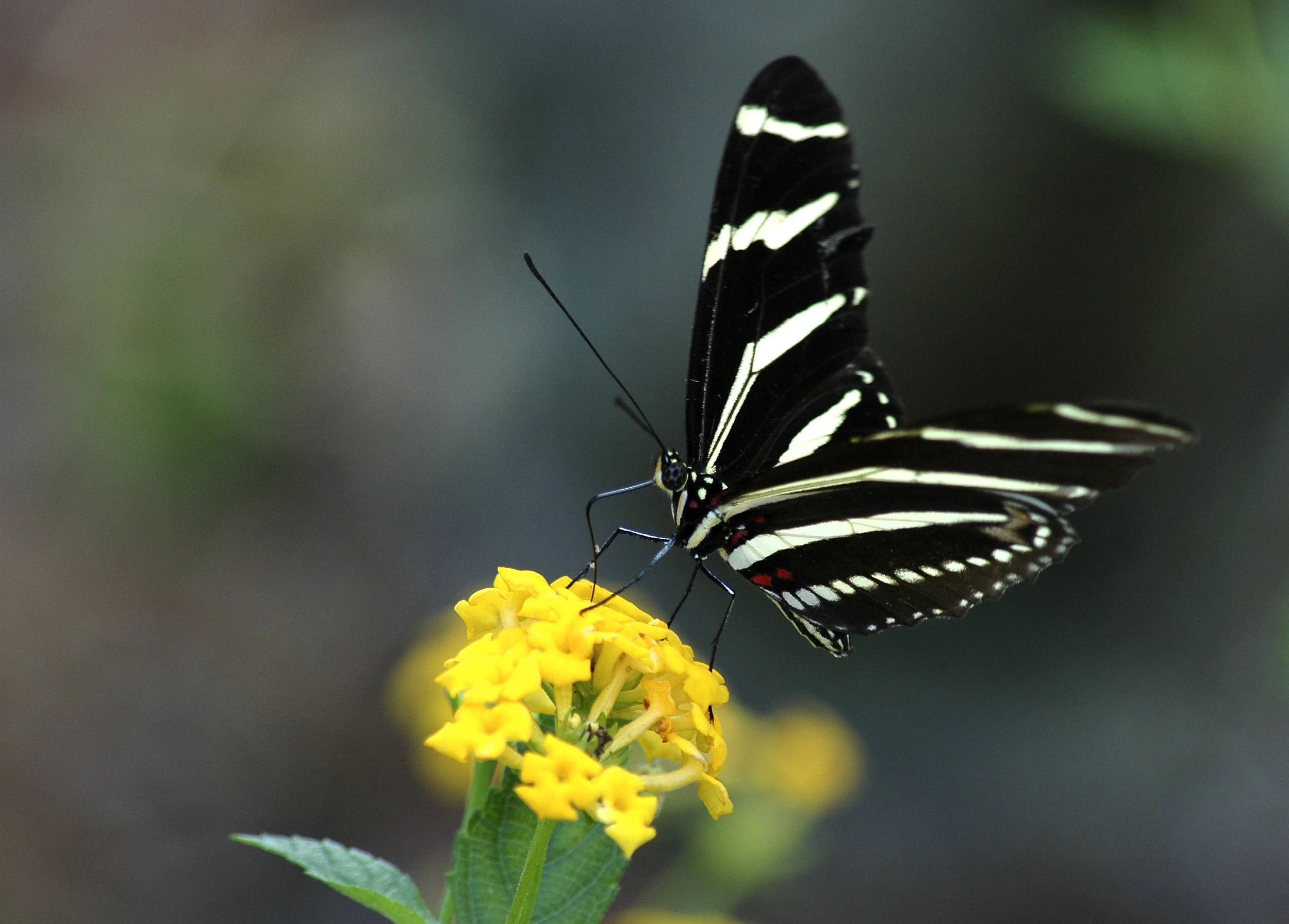 Zebra Longwing