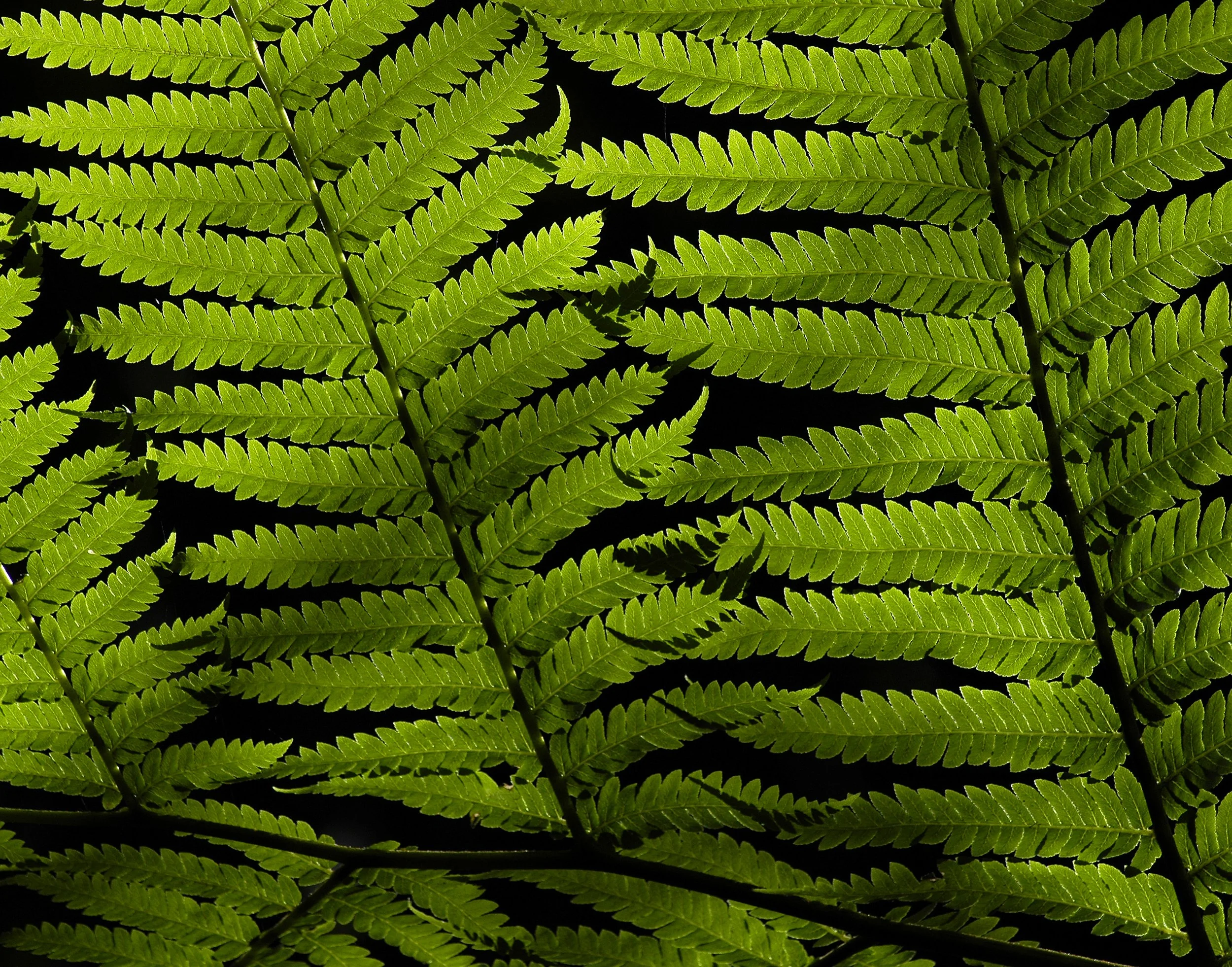 Ferns