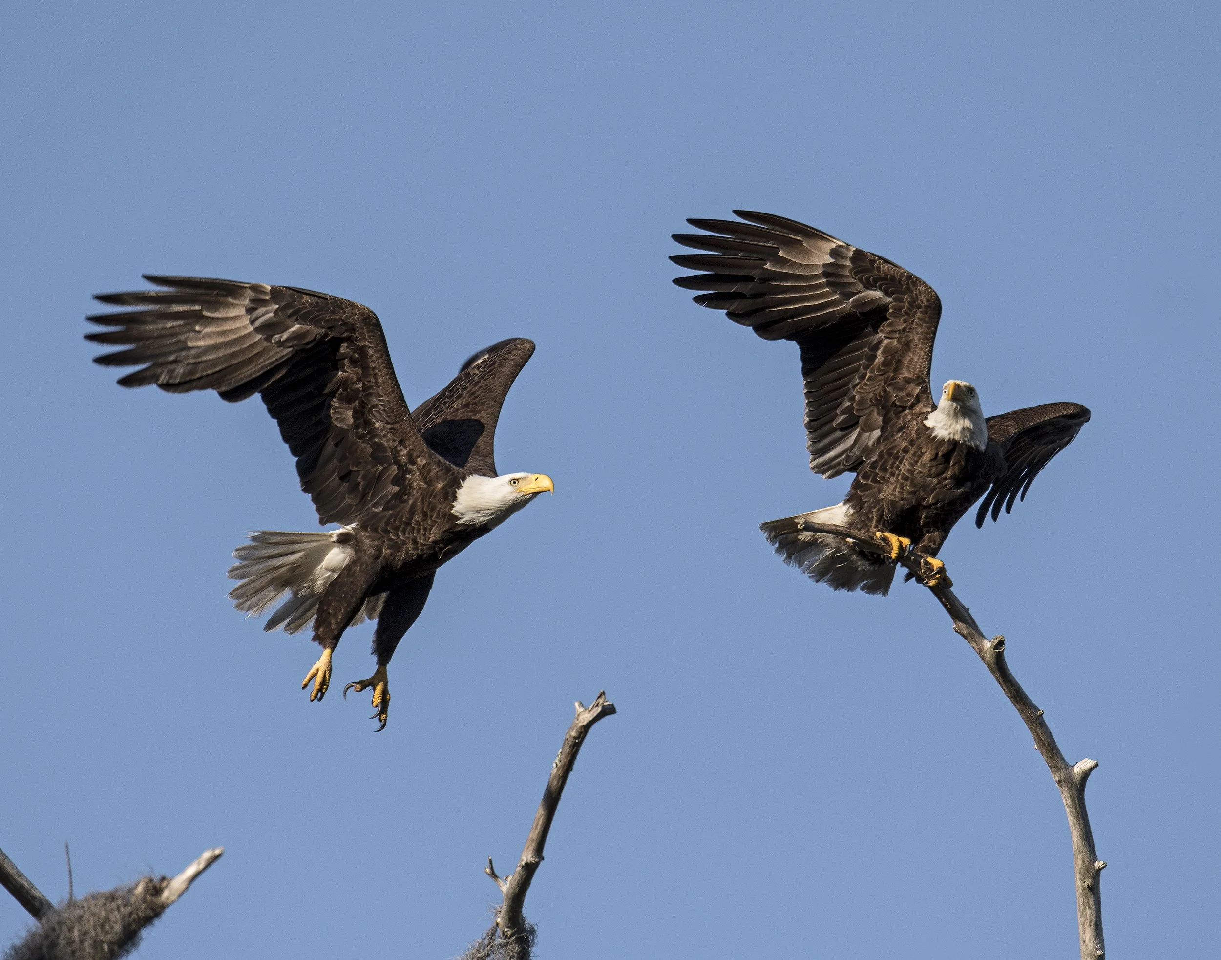 Eagle Pair #4