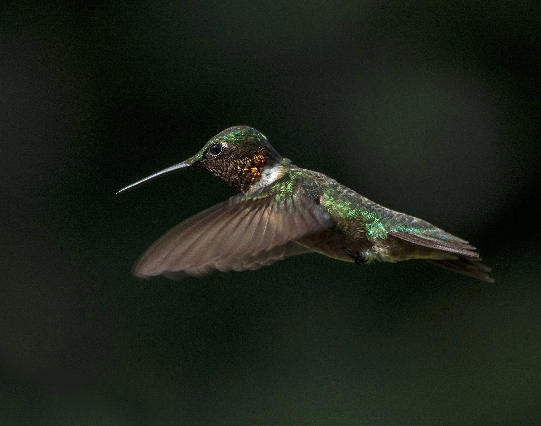 Close-up of a hummingbird in flight with iridescent green and brown feathers against a dark background.