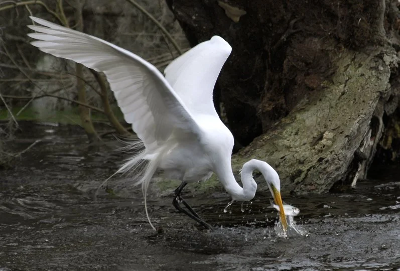 Egret Feeding