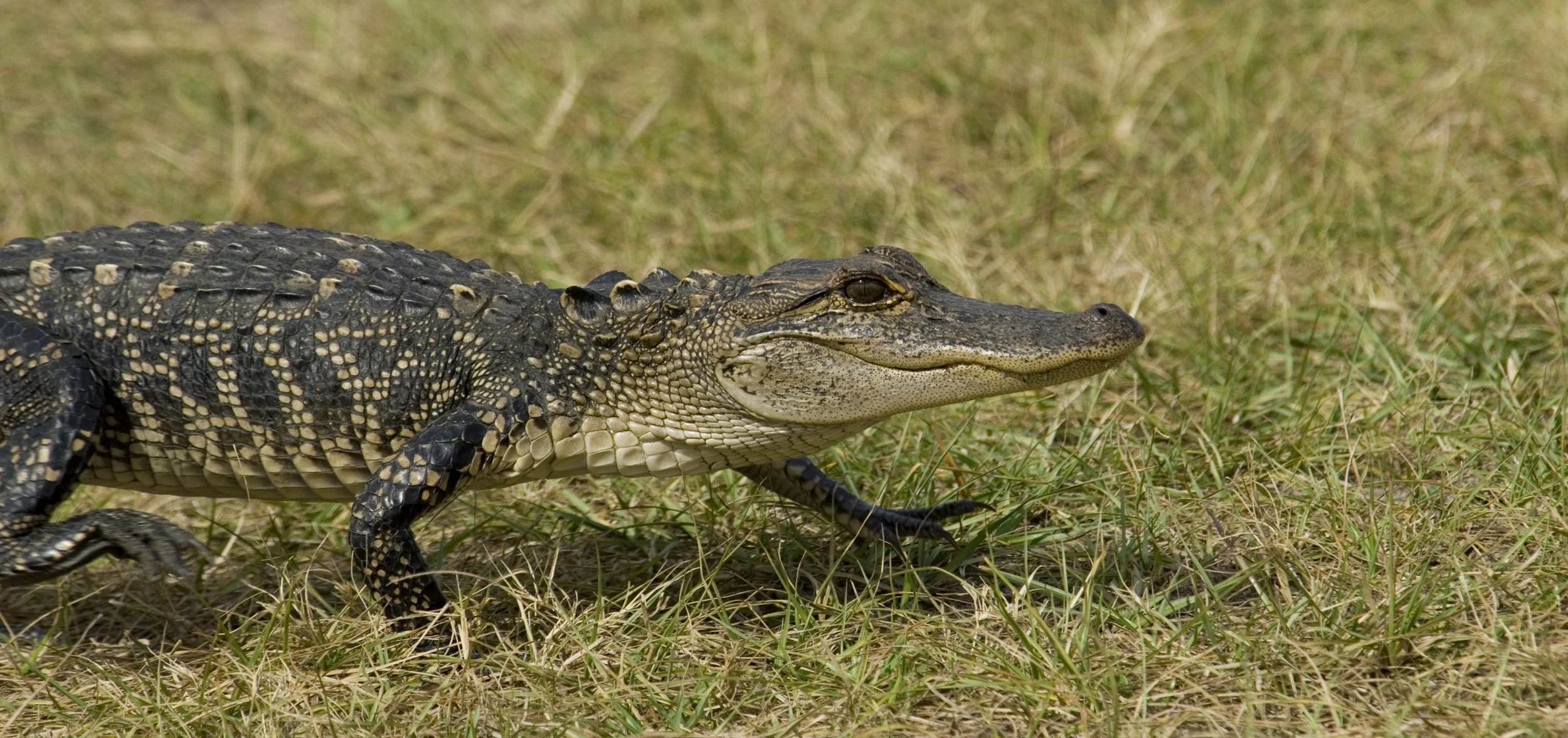 Alligator #2