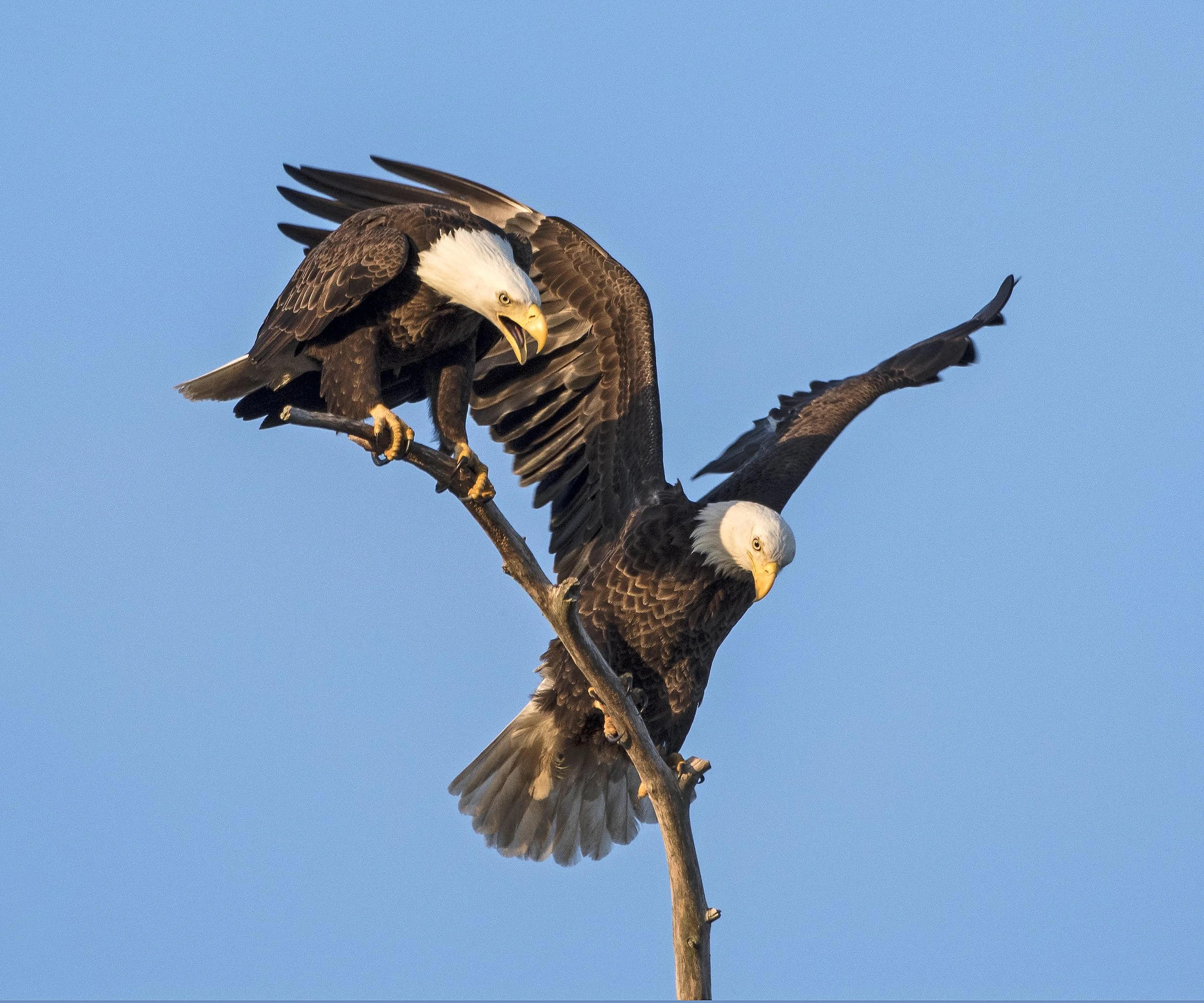 Eagle Pair #5