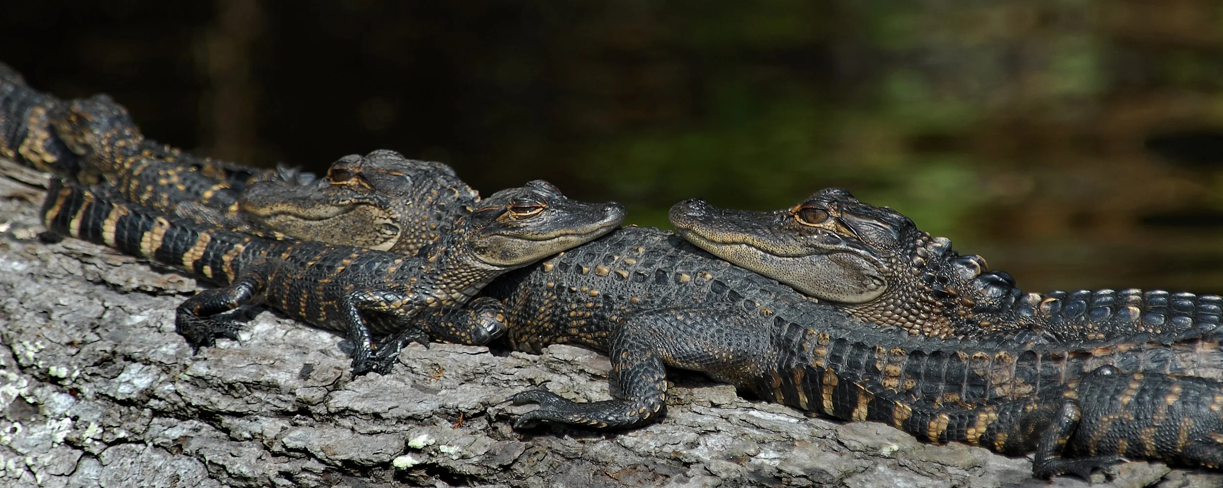 Three baby crocodiles resting on a tree log in a swamp.