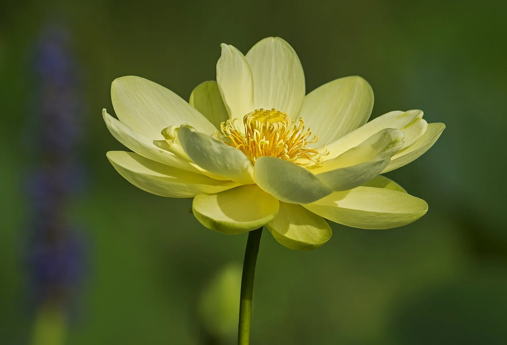 American Lotus