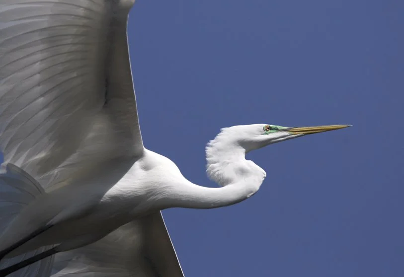 Great Egret #2