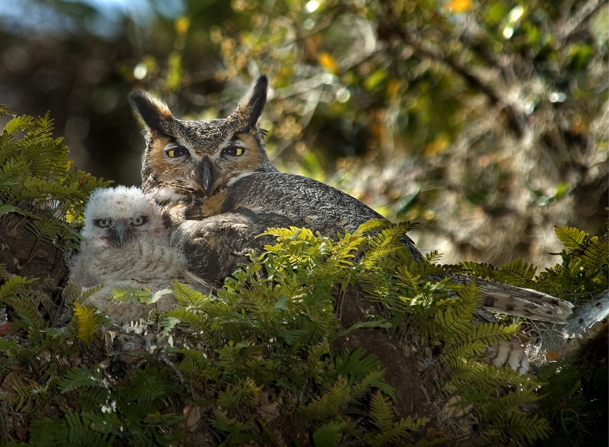 Great Horned Owl with Chick