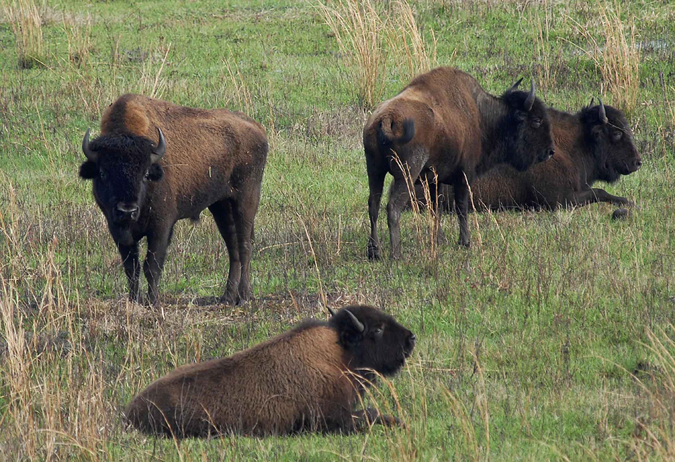 American Bison #2