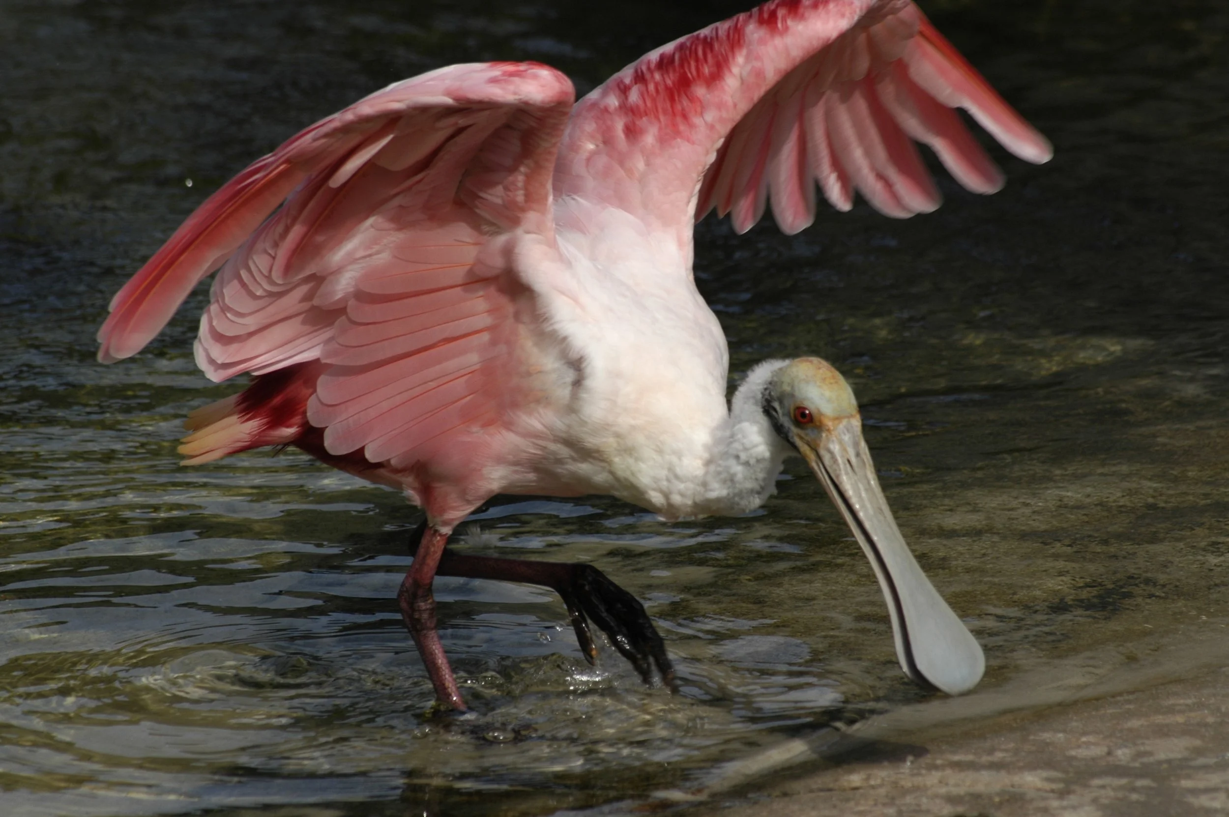 Spoonbill