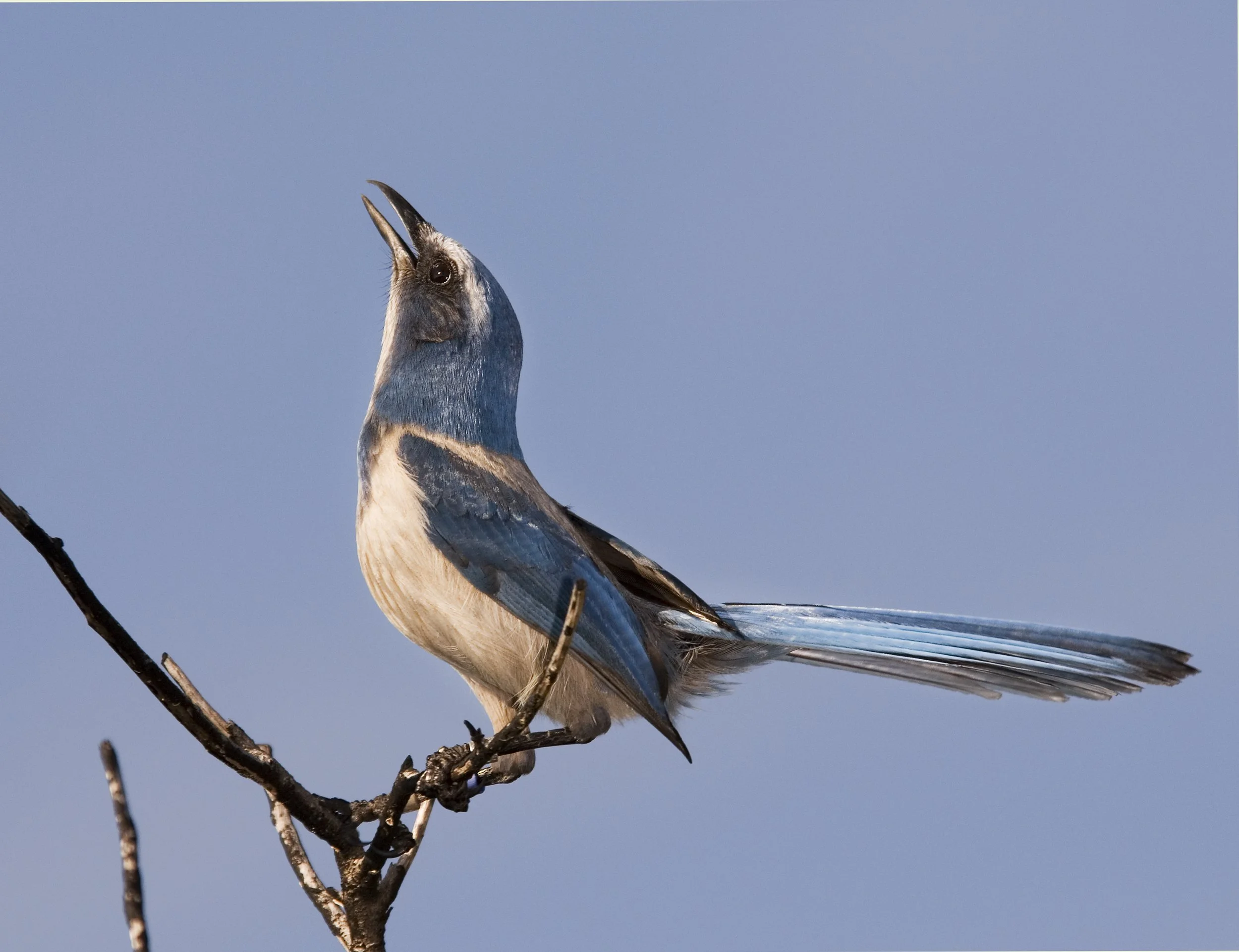 Scrub Jay #2